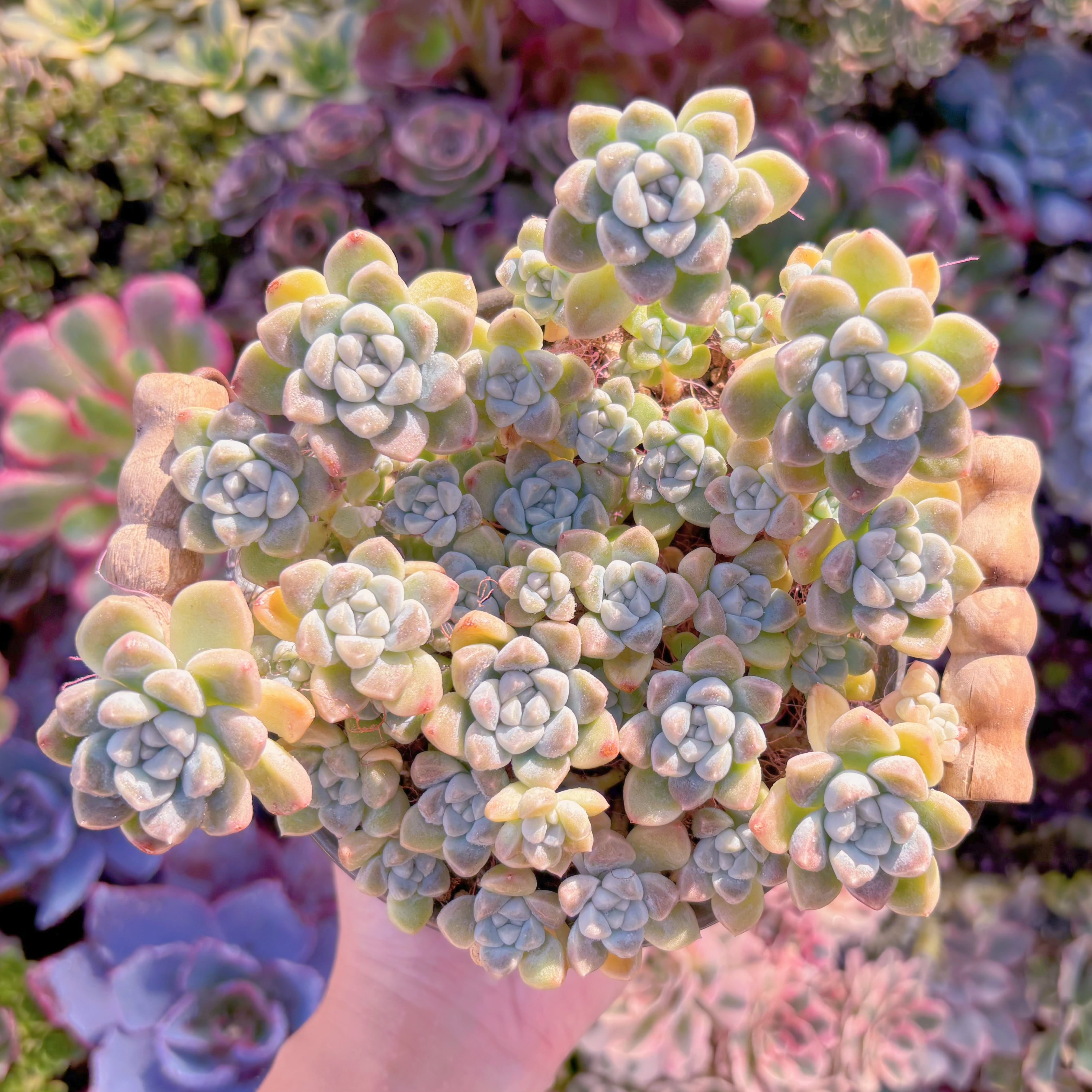 現品　新品種　蒼珠（そうしゅ）#K018　直径約15cm大群生　新入荷　るる農園