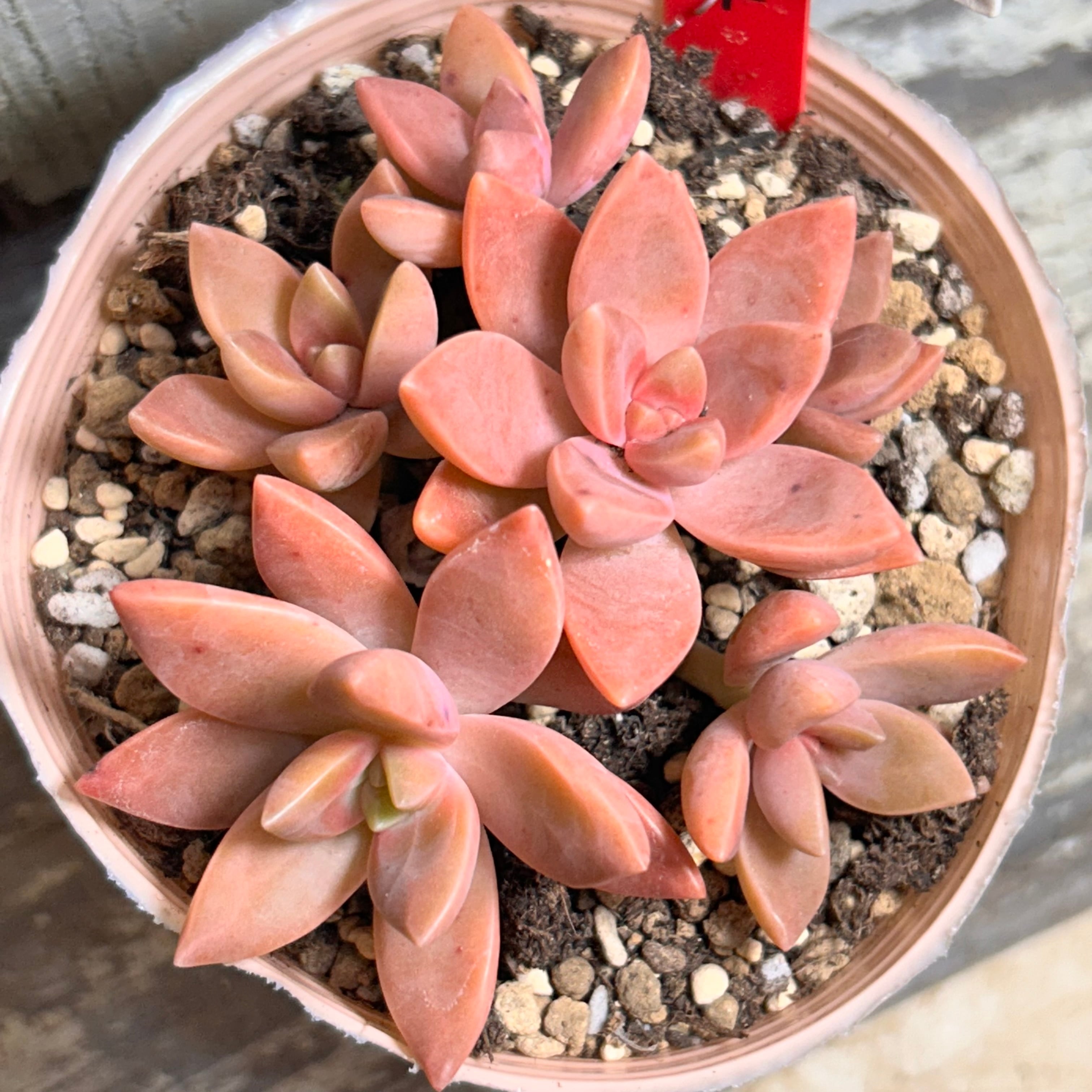 ピンクベリー】の魅力と育て方を楽しむ多肉植物の栽培ガイド ピンクベリー】の魅力と育て方を楽しむ多肉植物の栽培ガイド