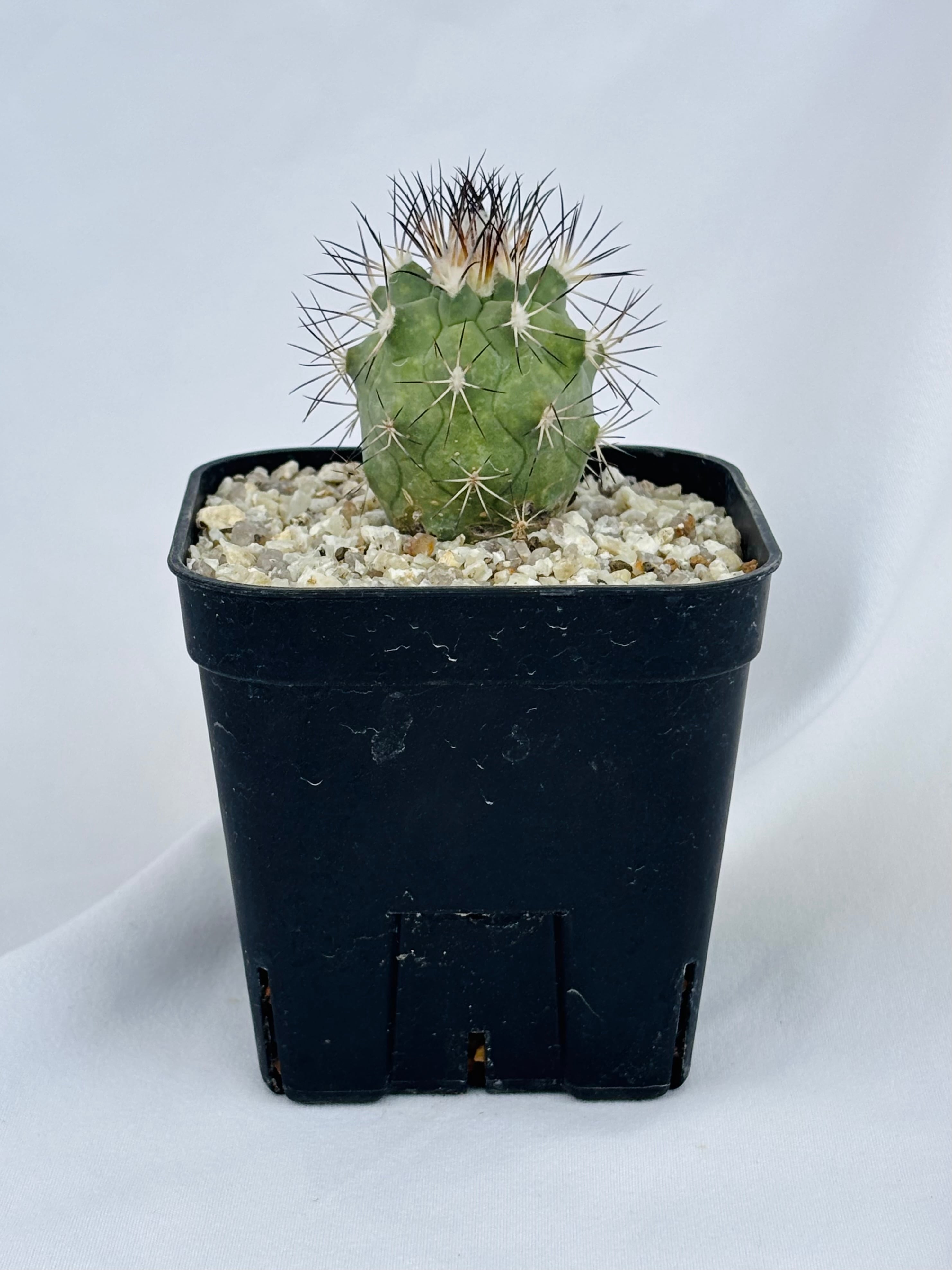 ギムノカクタス 黒槍丸 群生大株 Gymnocactus gielsdorfianus ギムノカクタス 黒槍丸 サボテン | plants