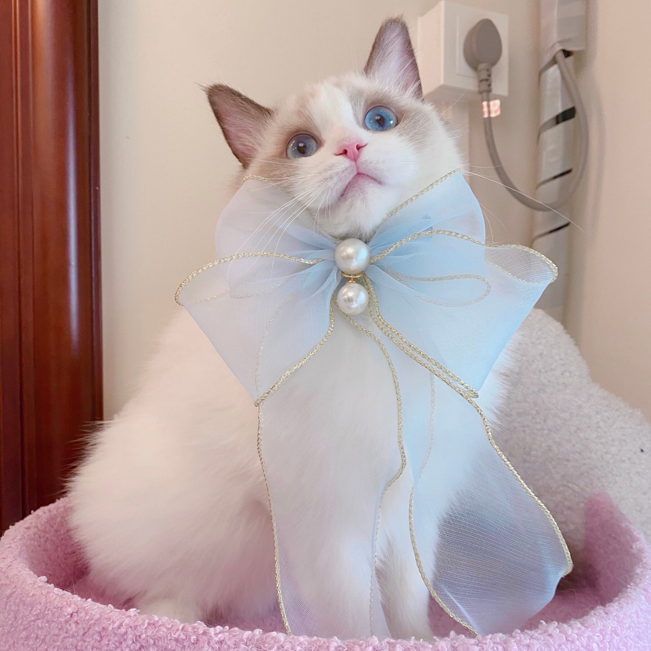 Extraオーガンジーリボンチョーカー 猫 首輪 | PAY ID