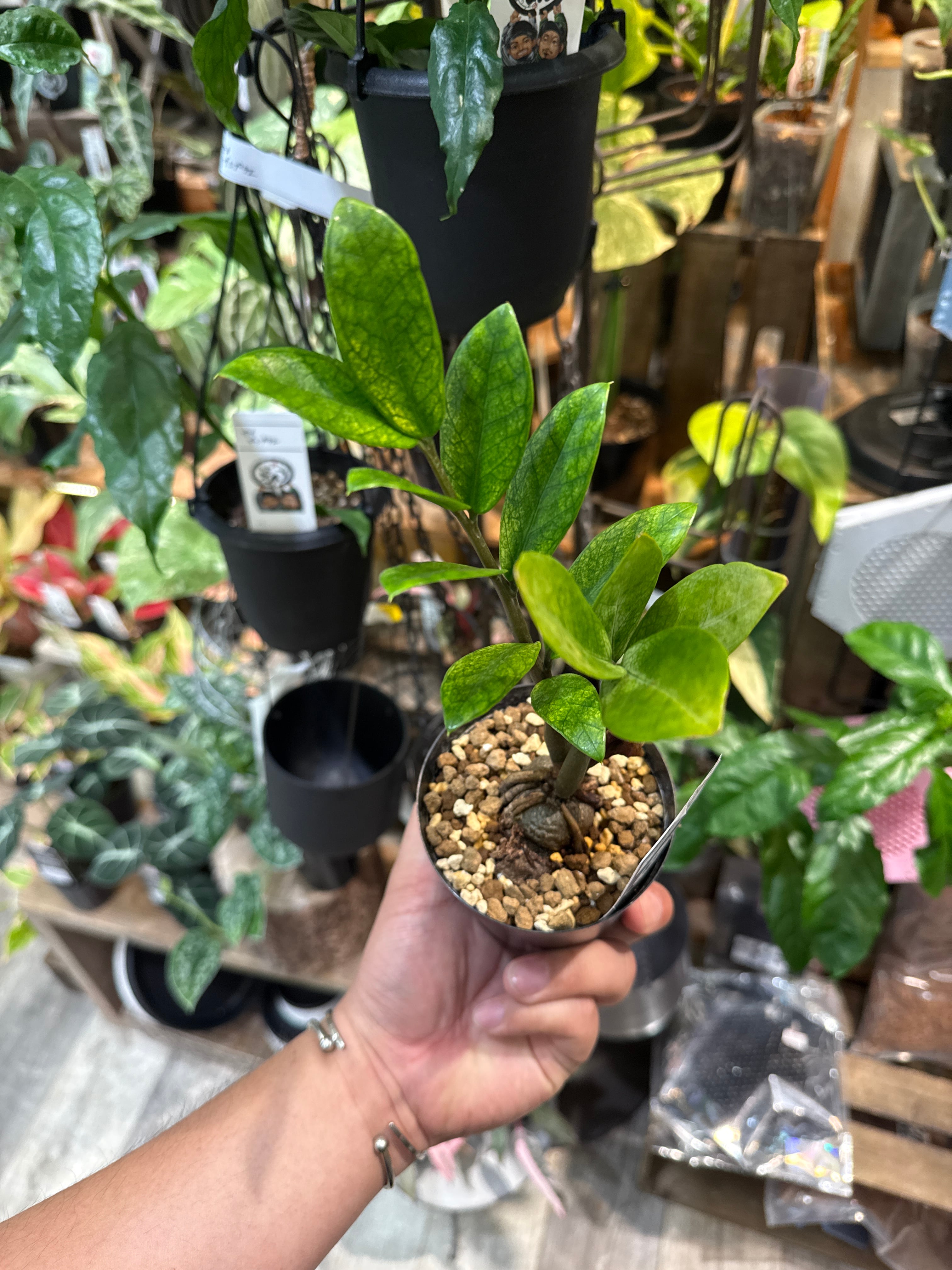 ザミオクルカス ザミフォーリア variegated 'Akebono' | Gardenえん
