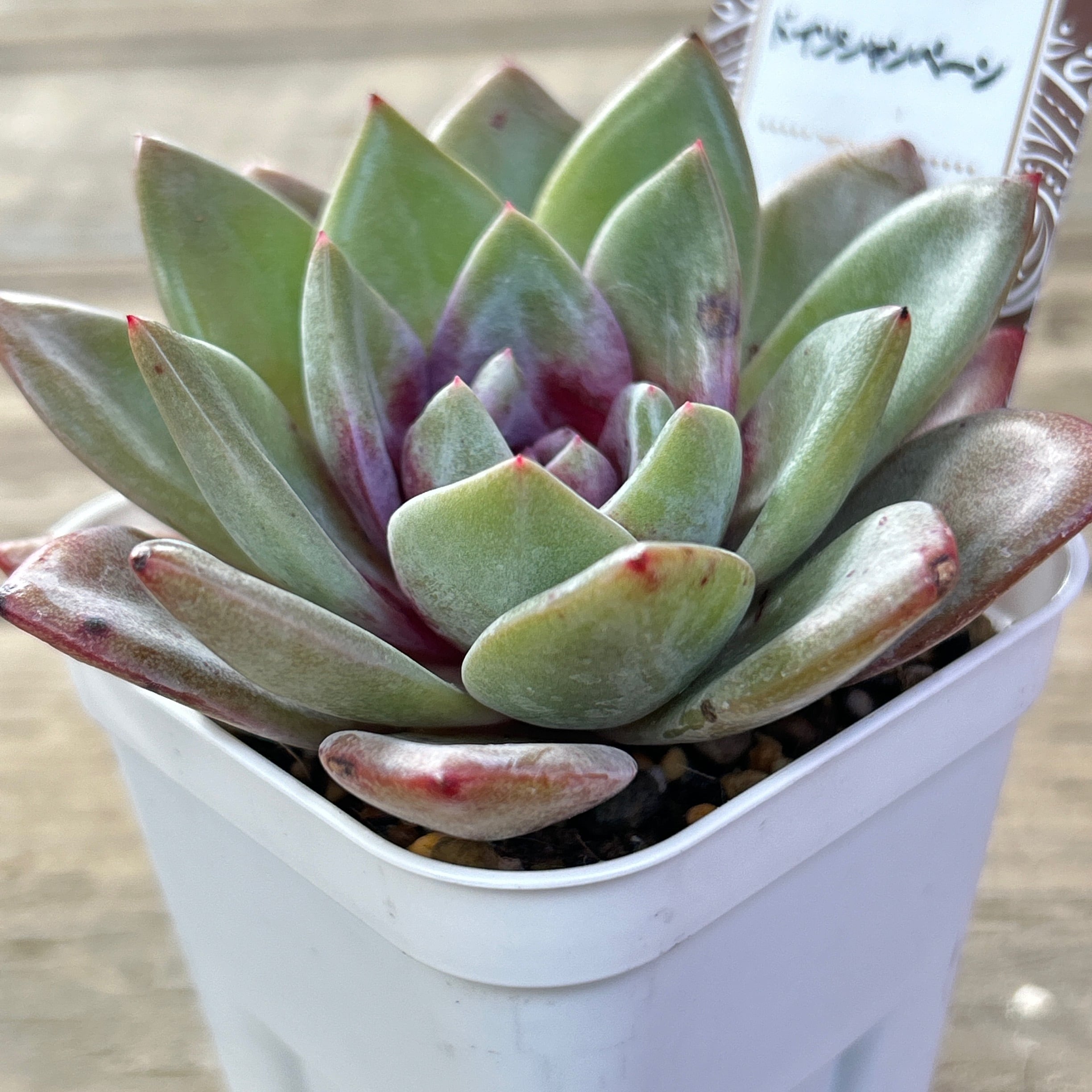 ドイツシャンペーン | RuPo 多肉植物専門店