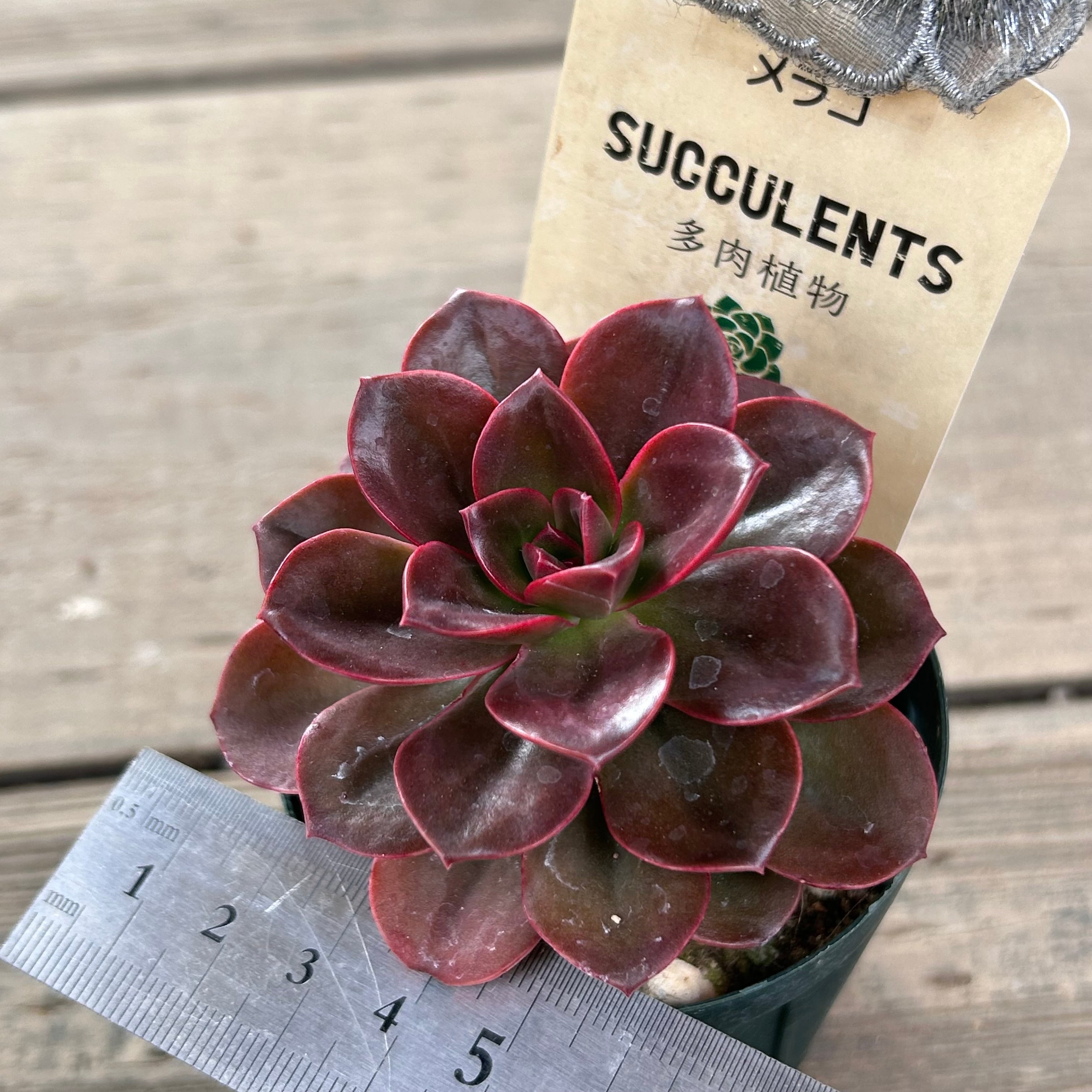 メラコ | RuPo 多肉植物専門店