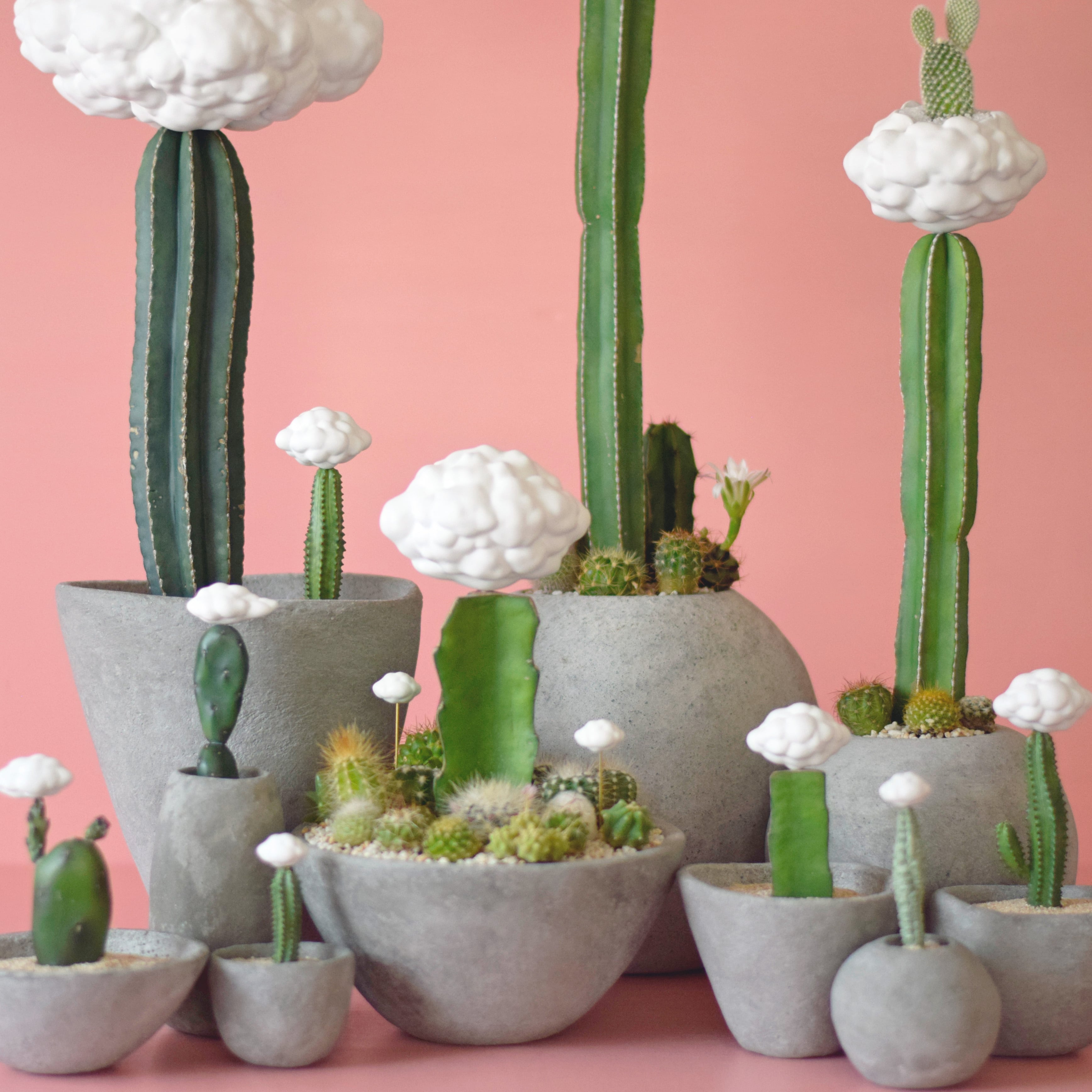 専用　モルタルサボテン 雲の接木サボテン | null plants (空白植物店）