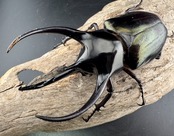 【WD】美形《ジャワコーカサスオオカブト 107mm ペア》