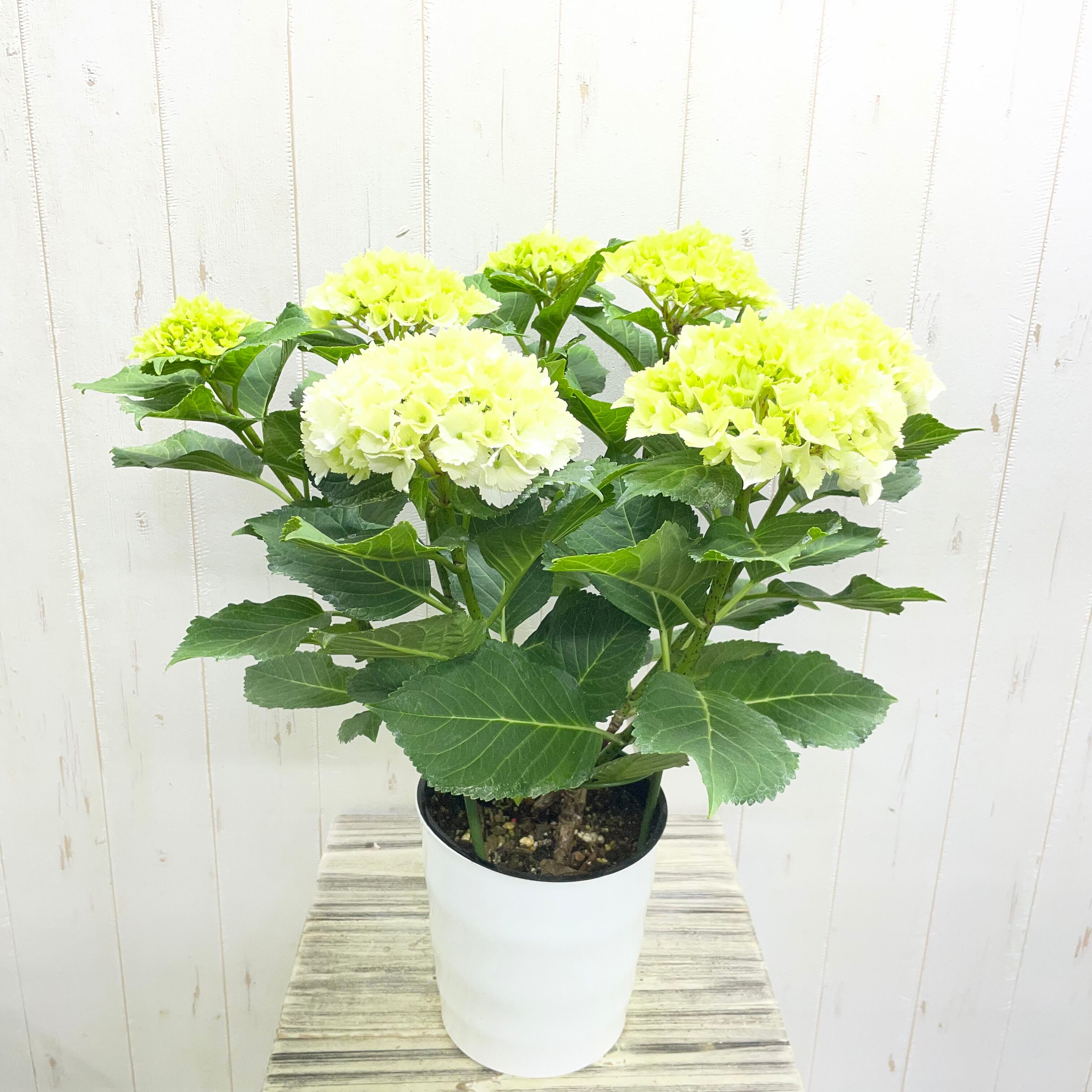 PLANTS SHOP OLIVE