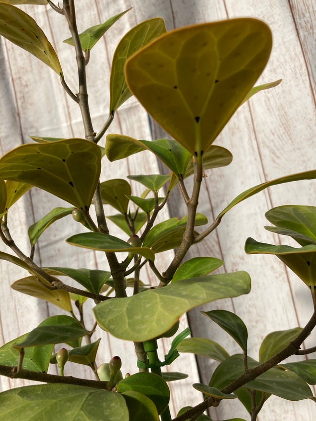 観葉植物　コバンボダイジュ　枝　7号