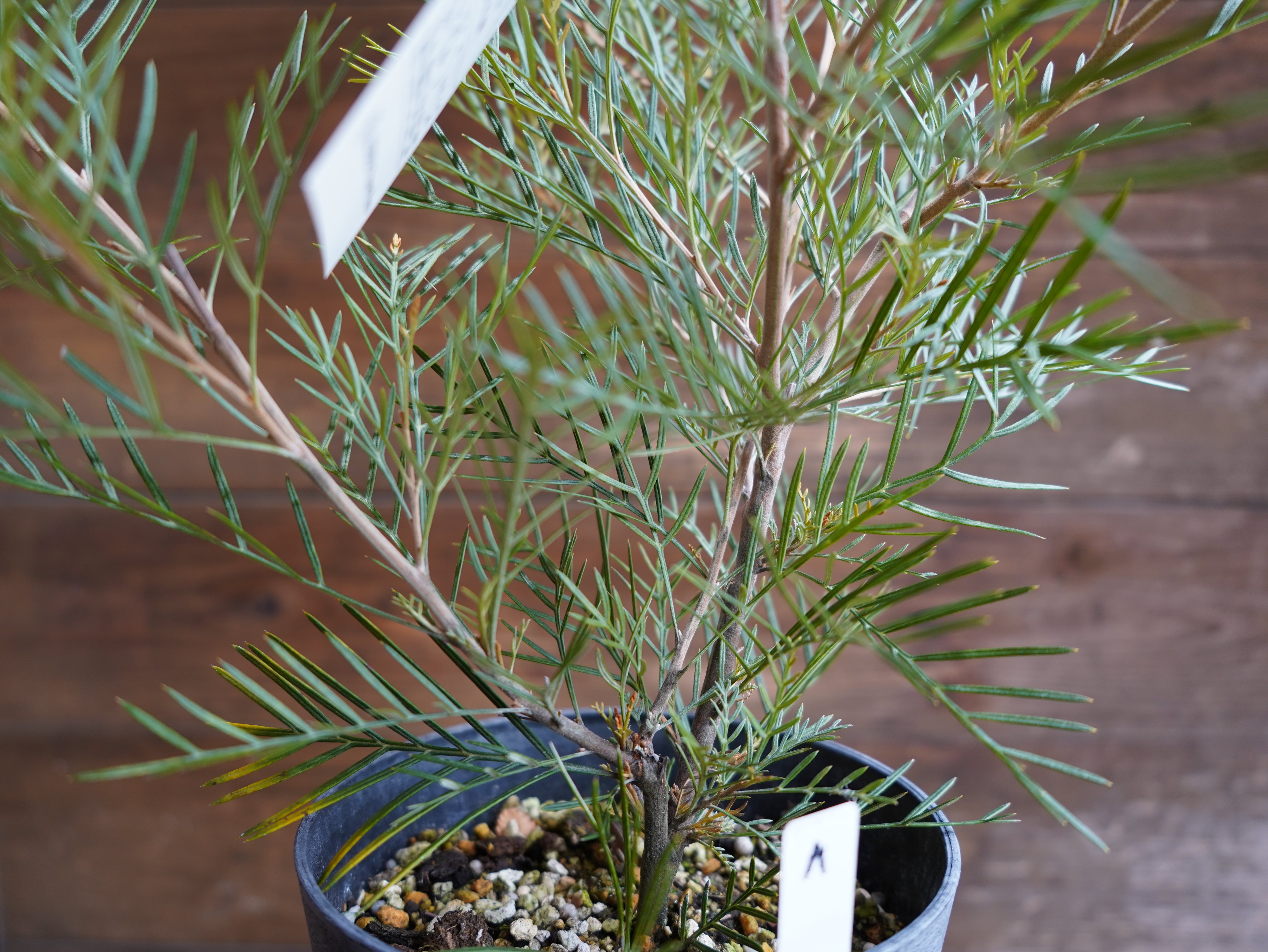 【現物】グレビレア　”アイボリーホイップ”　A