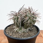 Tephrocactus alexanderi【テフロカクタス・アレキサンデリ】