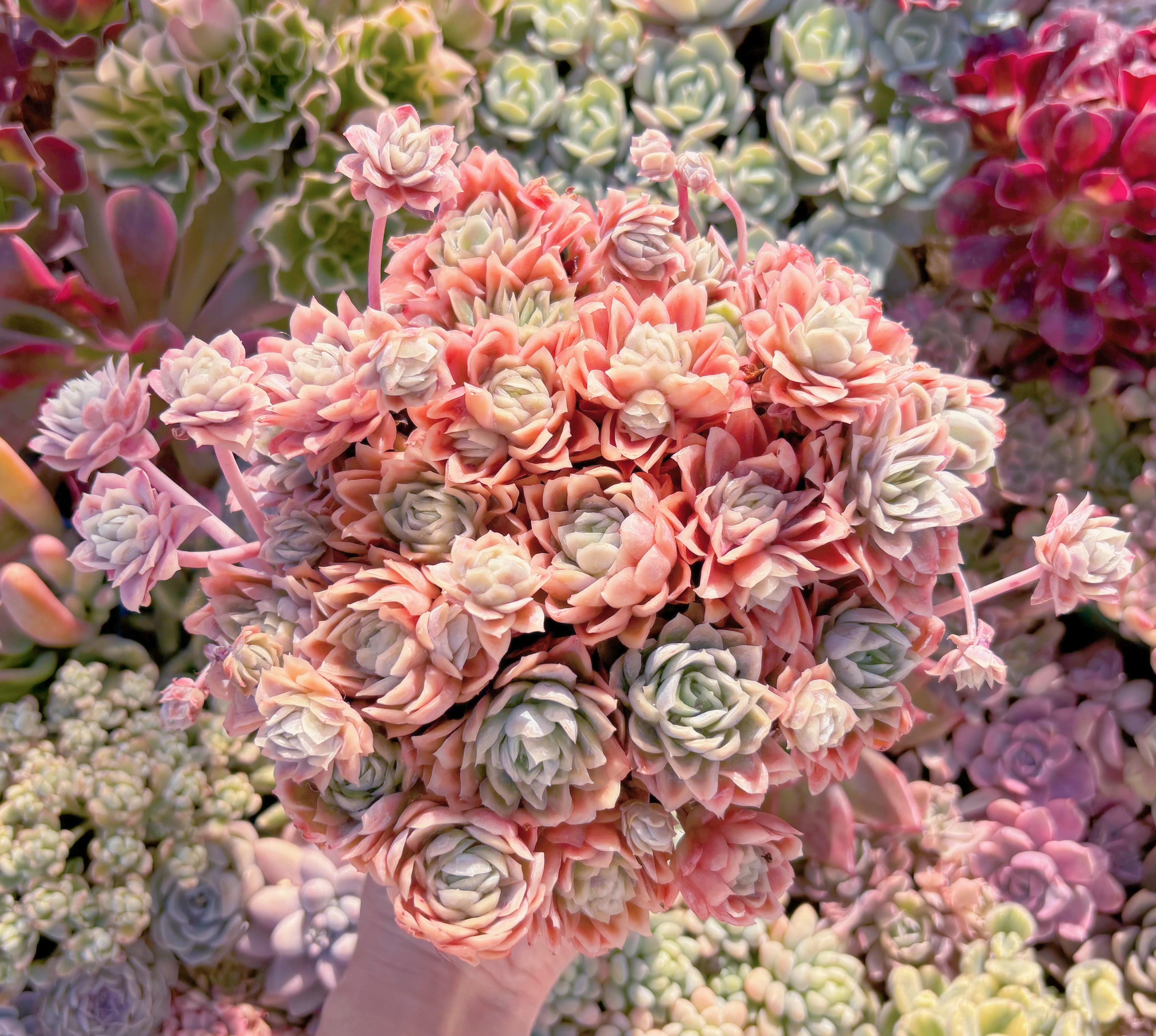 現品　クィーンローズ覆輪錦#532　特特大群生　新入荷