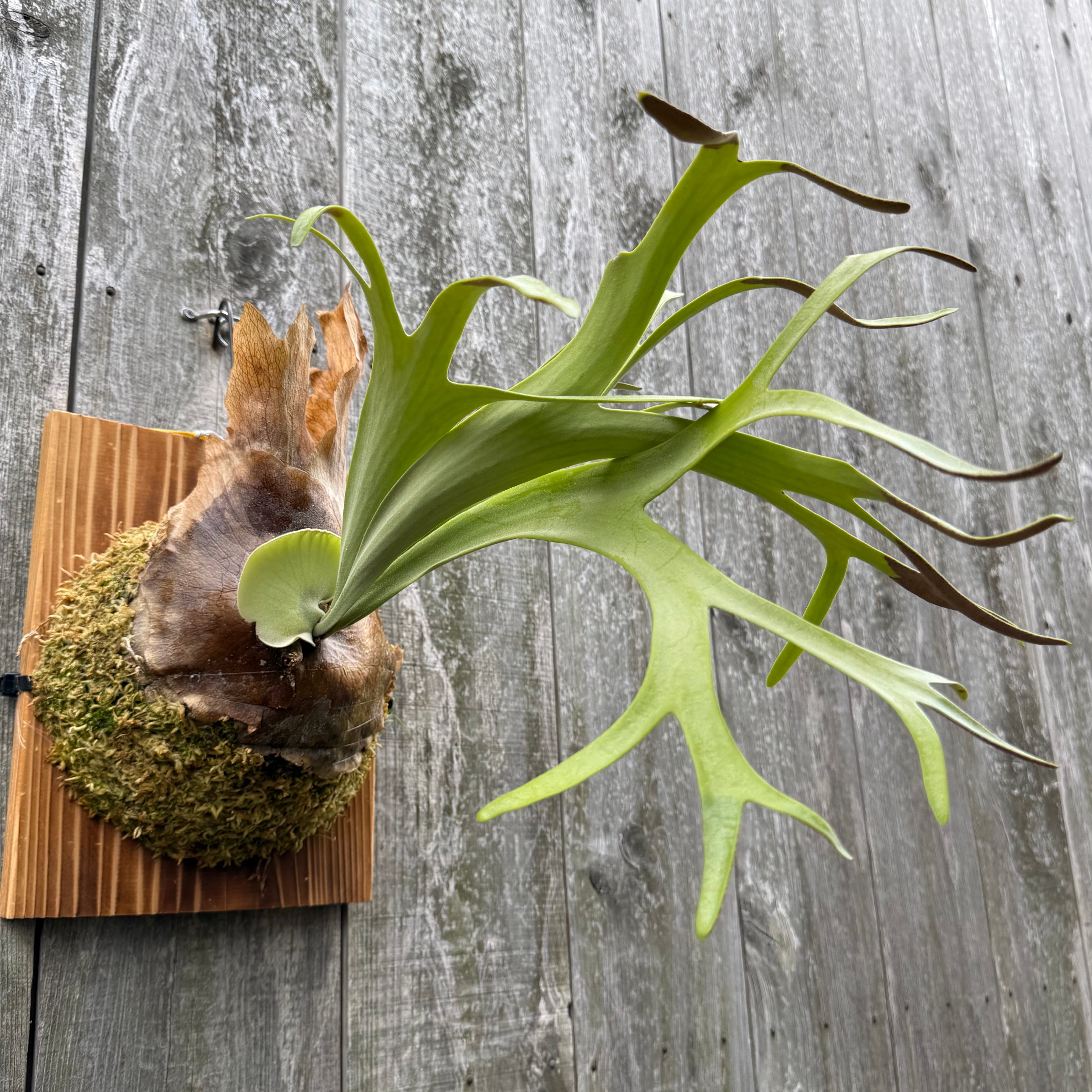 P. willinckii cv. Silvery Dwarf (pup) | naturefix