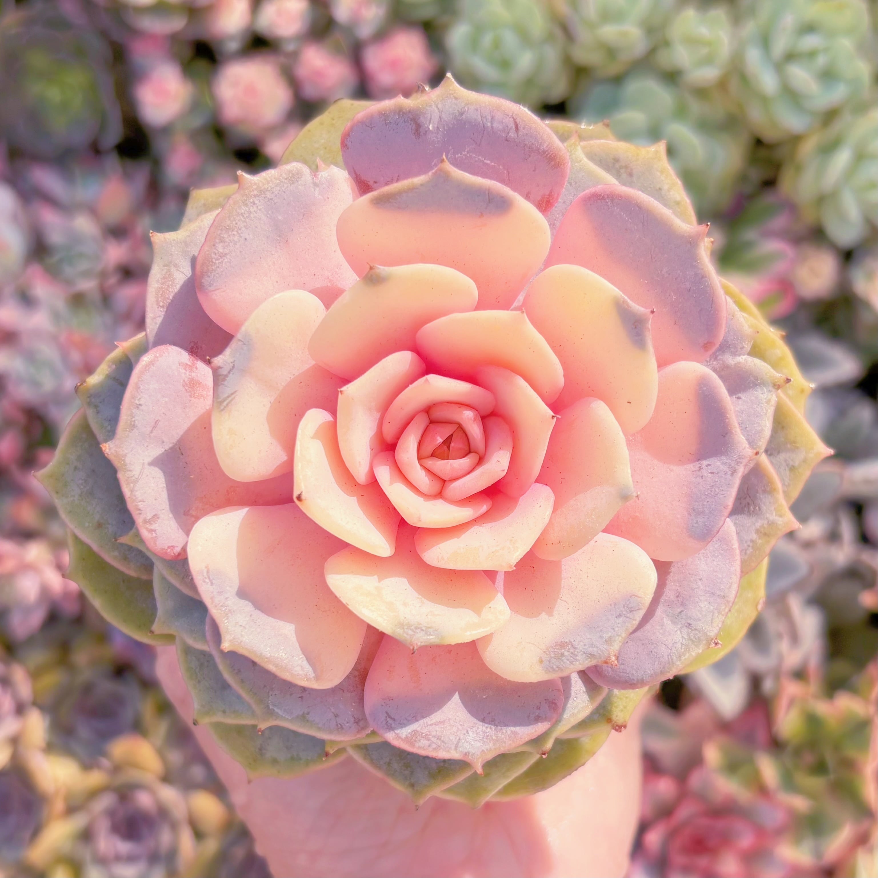 現品　ピンクローラ錦#A086　大苗　るる農園