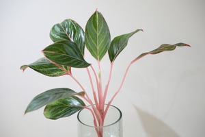 【M】【ハイドロ】アグラオネマ モンコンファイ　※グラスポット付き