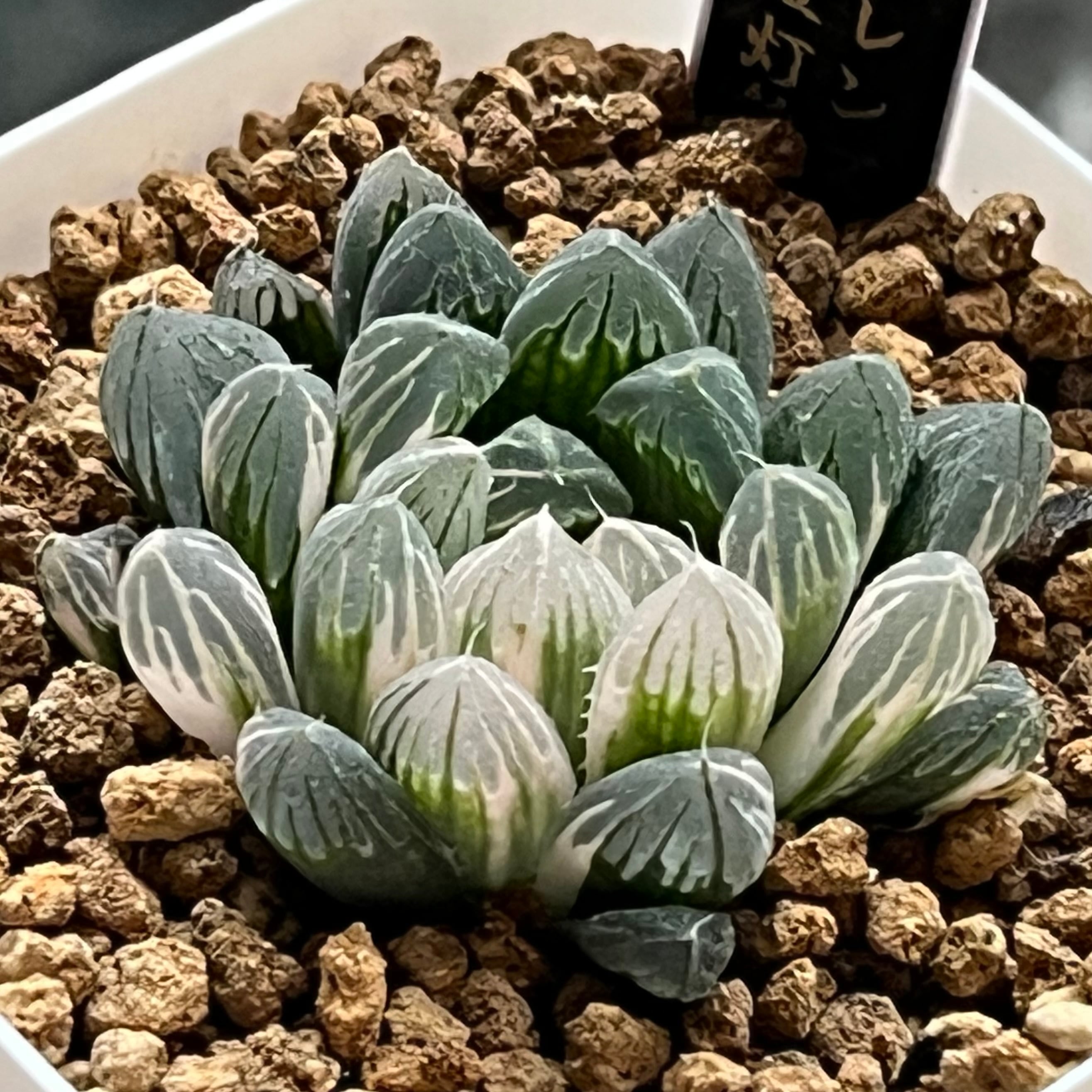 ハオルチア スーパーコレクタ錦 | mocono_plants