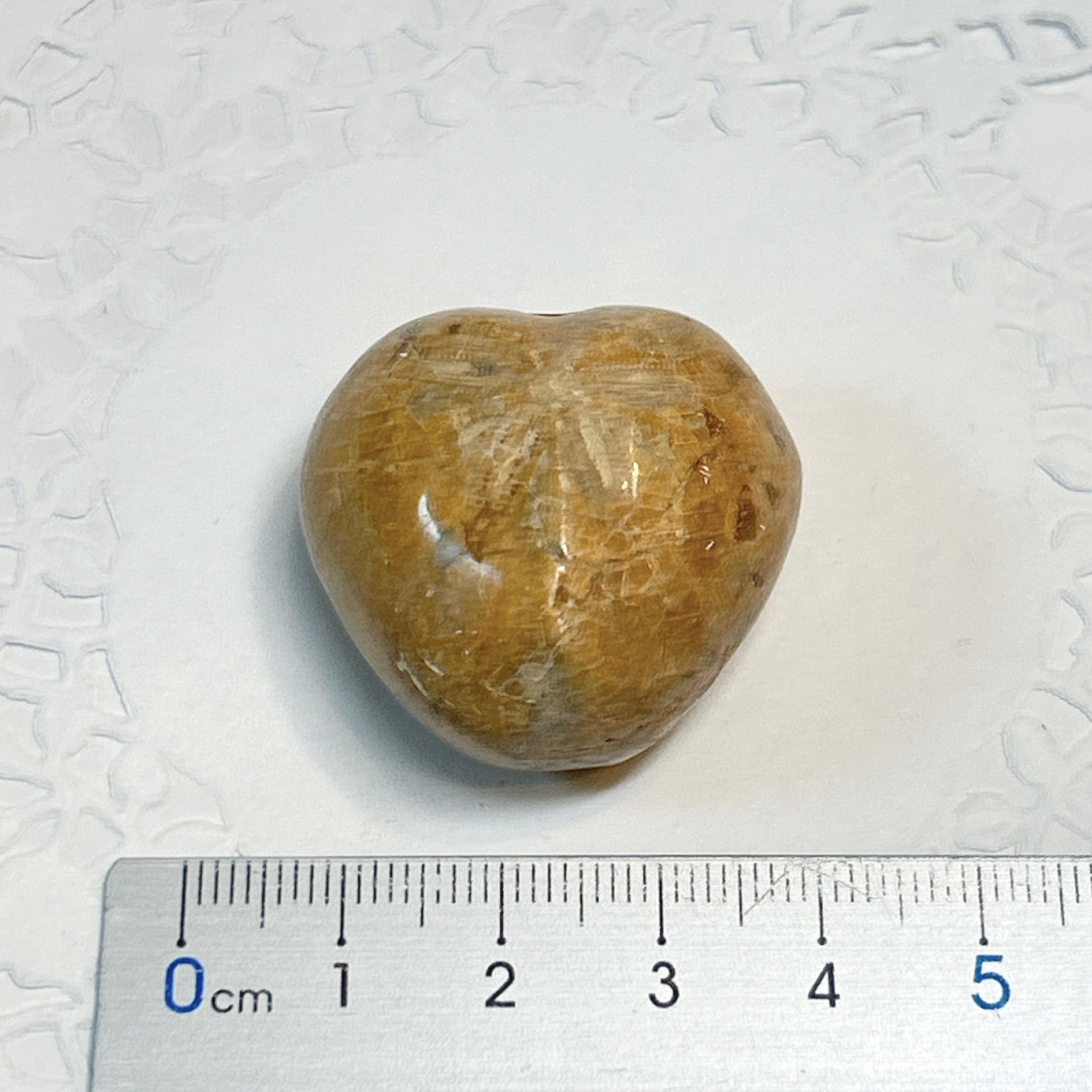 化石標本】 | クリスタル・ワールド御徒町店