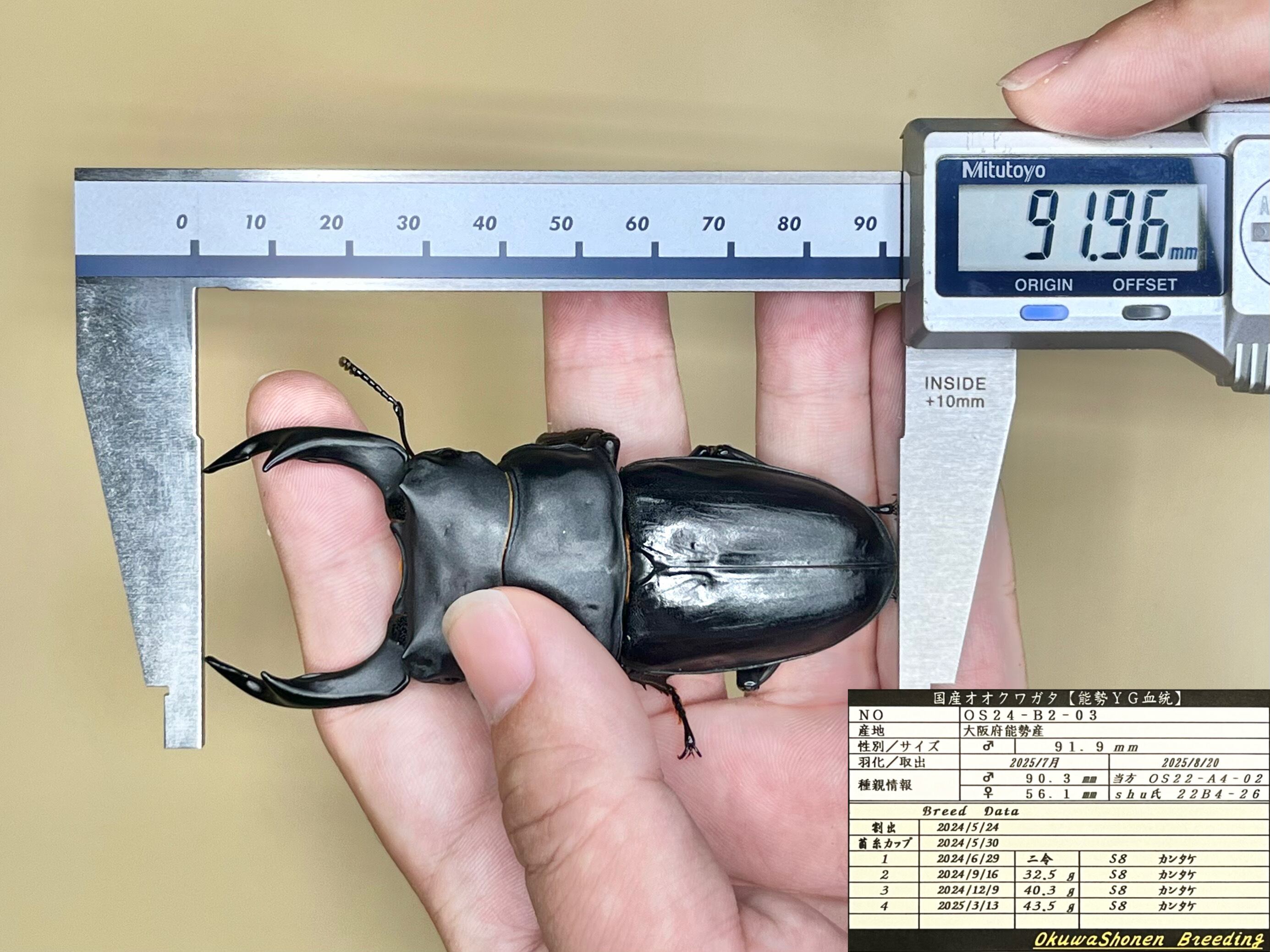 ｵｵｸﾜ少年)89.6㎜ (B2)単品 ※少し翅ずれ※91.9,91.5㎜同腹