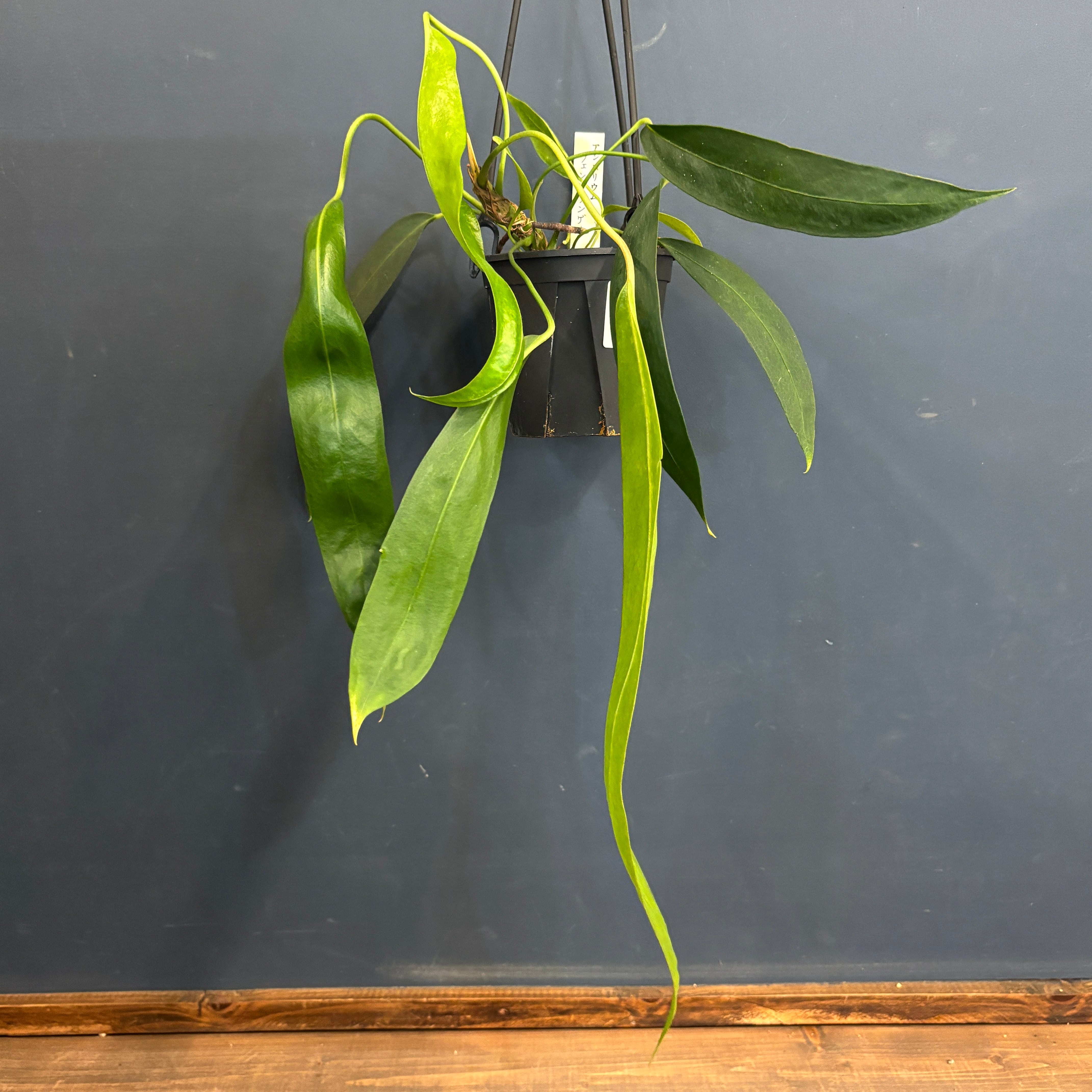 アンスリウム ウェンドリンゲリ【702】