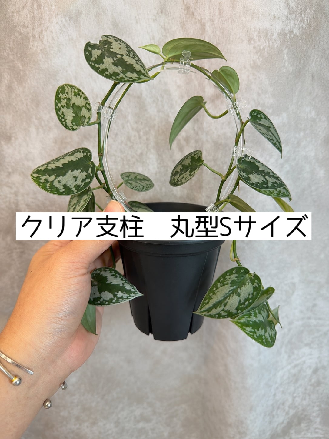 クッソニア スピカータ | Gardenえん 【観葉熱帯植物】