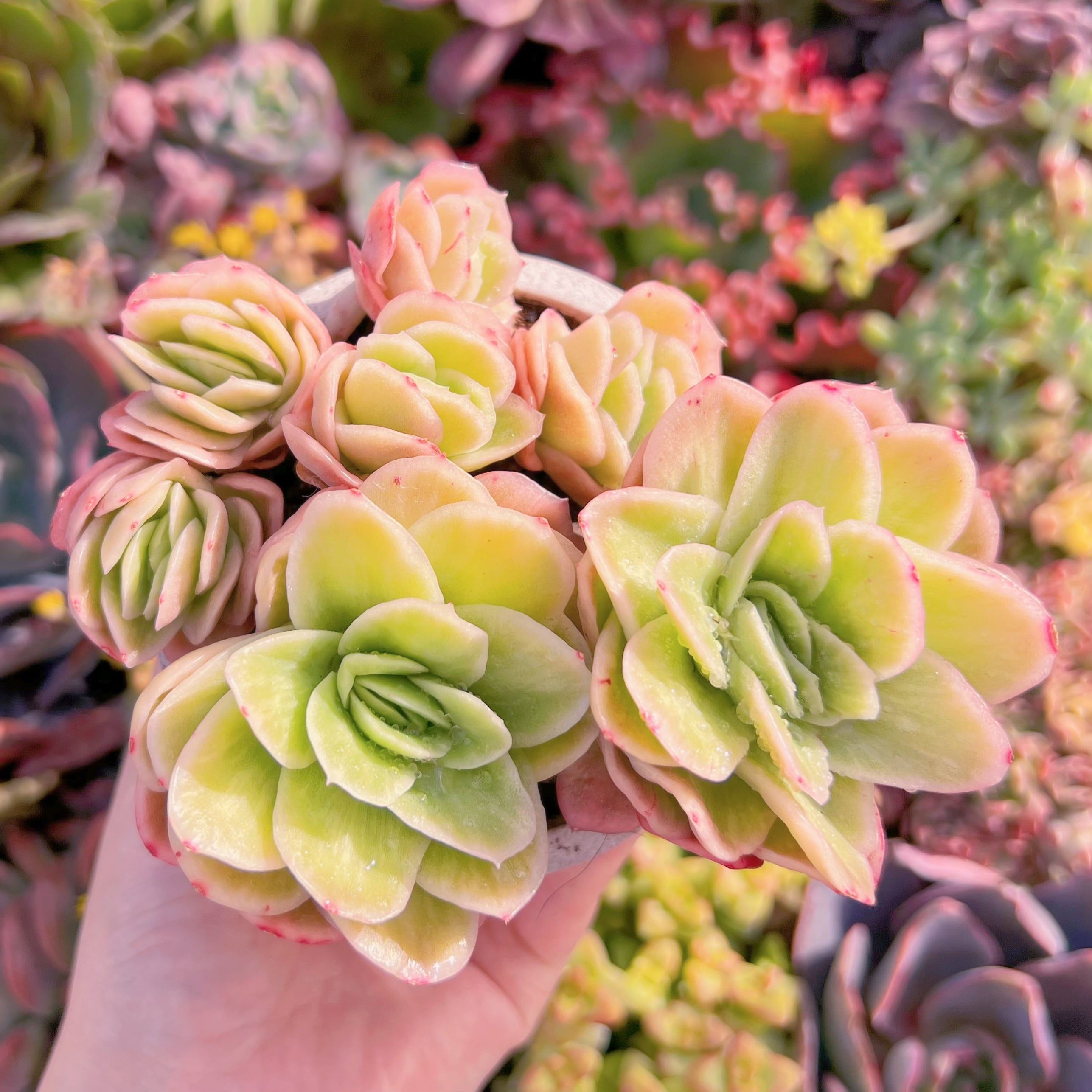 現品 アイスラブリーローズ錦#215 群生 新入荷 るる農園 | るる農園