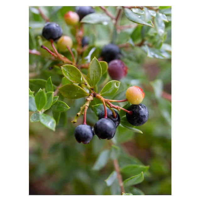 Wild blueberry 'pretty'