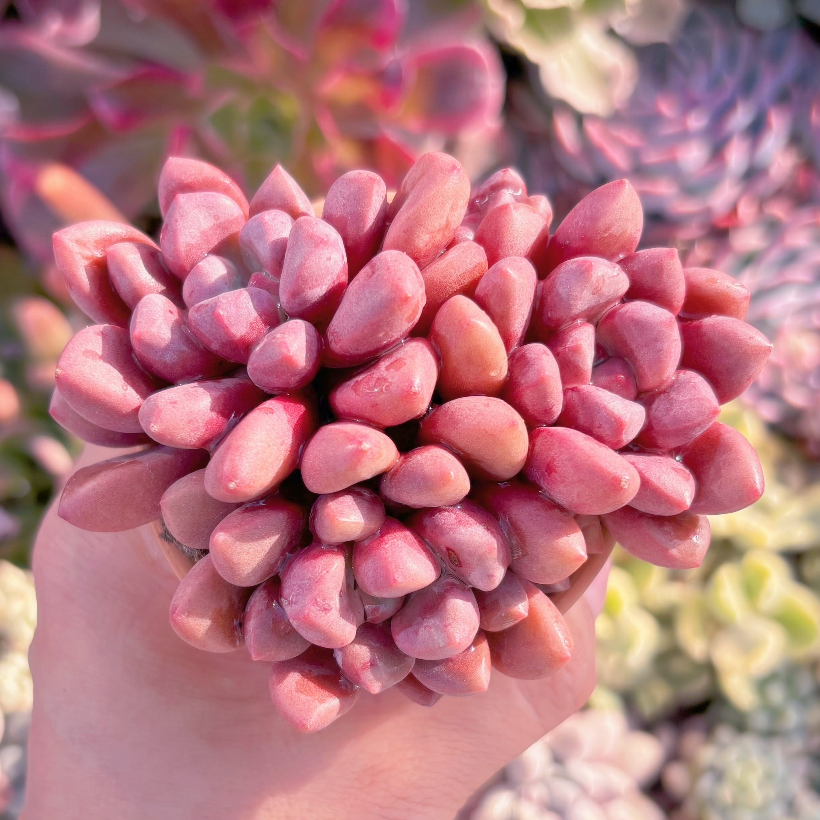 現品　珊瑚珠#A85　群生　るる農園