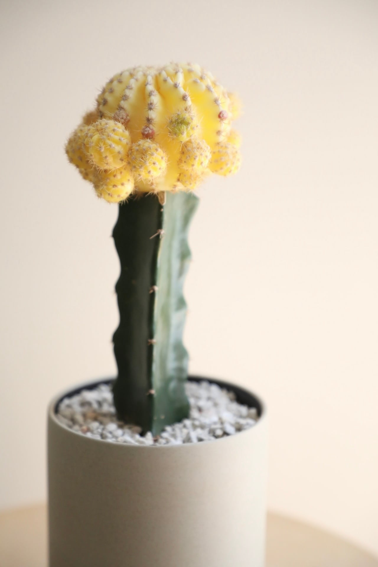 M】黄緋牡丹 接木/Gymnocalycium | 【厳選植物・器】MIDORI DOUMEI 翠