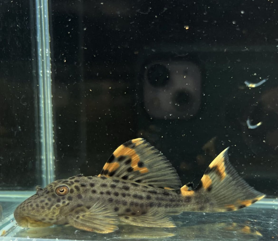 WILD ドラゴンフィンサタンプレコ コロンビア便