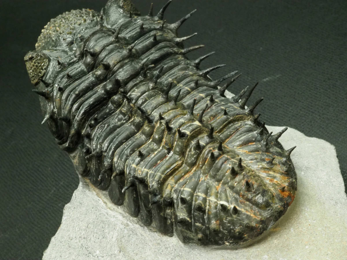 三葉虫【Drotops armatus】【501 g】モロッコ王国産/ドロトプス/化石