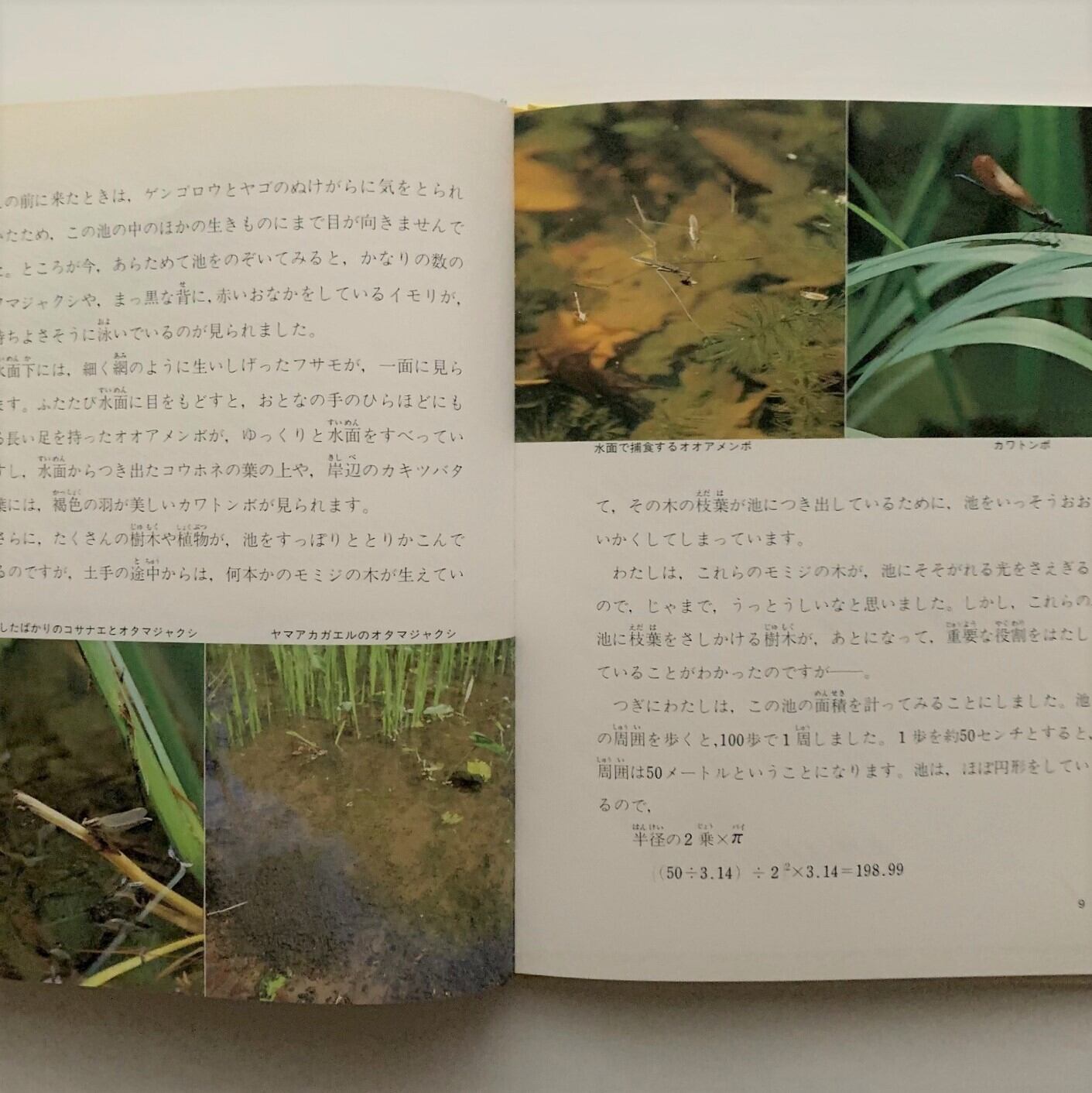 小さな池からのたより 自然から学んだ8年間 松山史郎 本まるさんかくしかく