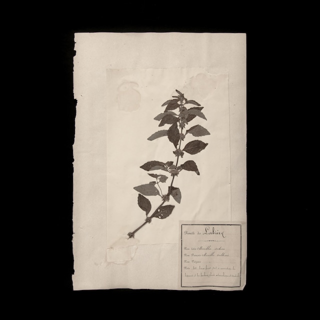 植物の標本 15, 欧州, 19世紀.