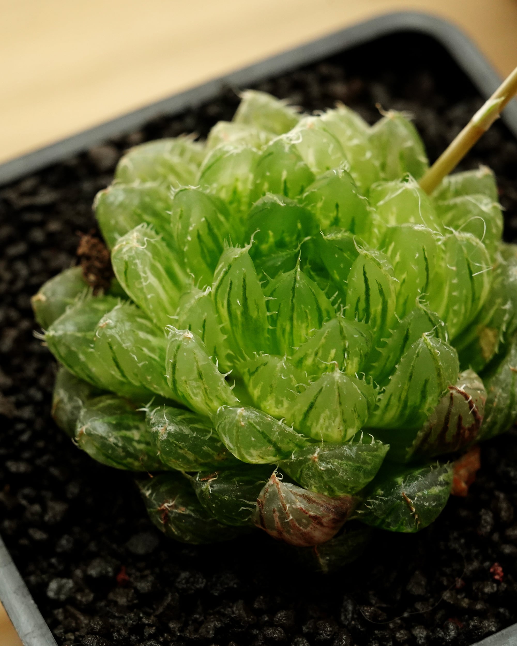 抜き苗 ハオルチア エメラルドLED錦 Haworthia 'Emerald LED