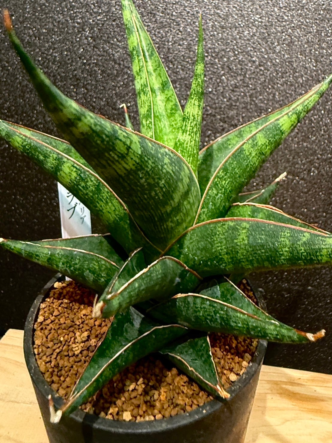 プラブ サンセベリア 2.5号 希少 レア 原種希少品種 観葉植物 空気清浄