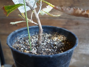 【現物】バンクシア　”バウエリ”　A