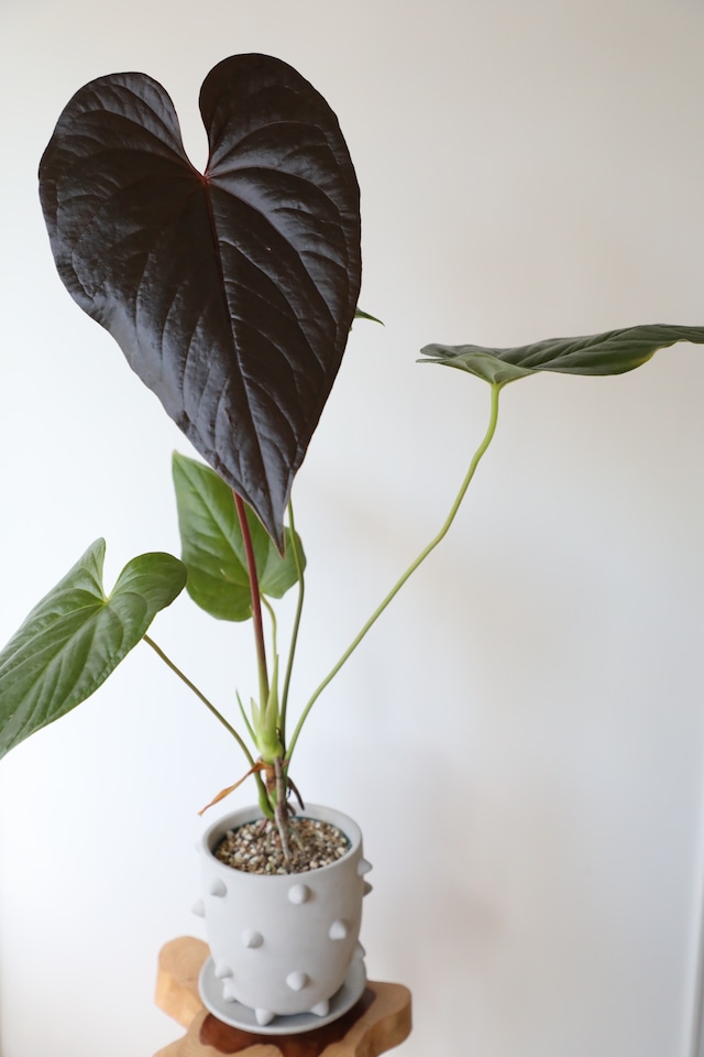 【M】アンスリウム ロムズレッド/Anthurium ※陶器鉢付き 【M】アンスリウム ロムズレッド/Anthurium ※陶器鉢付き