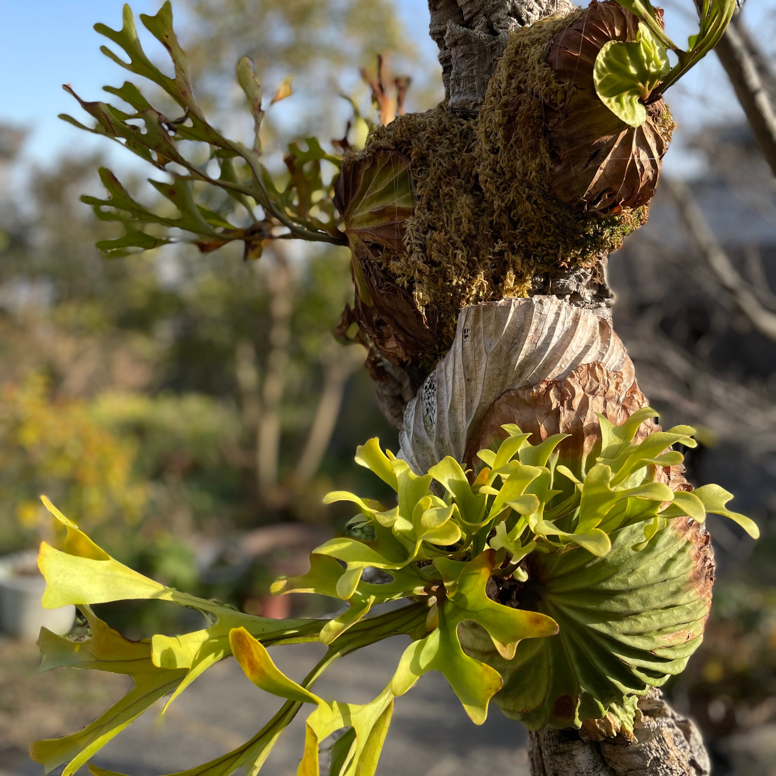 P.ridleyi wild three head | naturefix