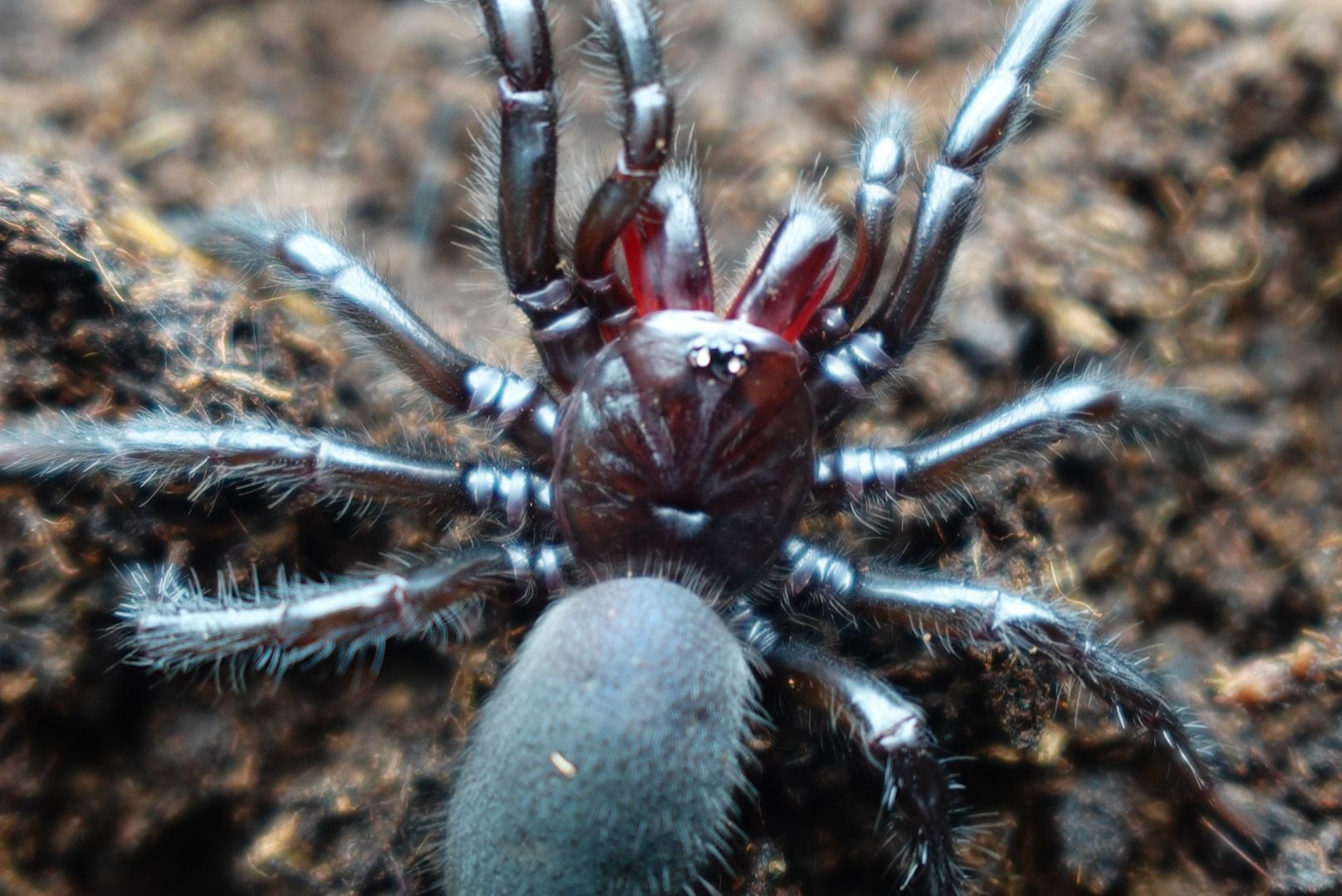spider クモ | Bebe Rep. 奇蟲部門