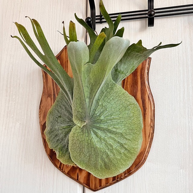 ビカクシダ グランデ 板付 【観葉植物 壁掛け コウモリラン】