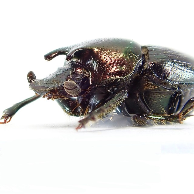USA産 Onthophagus orpheus ♂♀ 6mm/6mm 赤胴