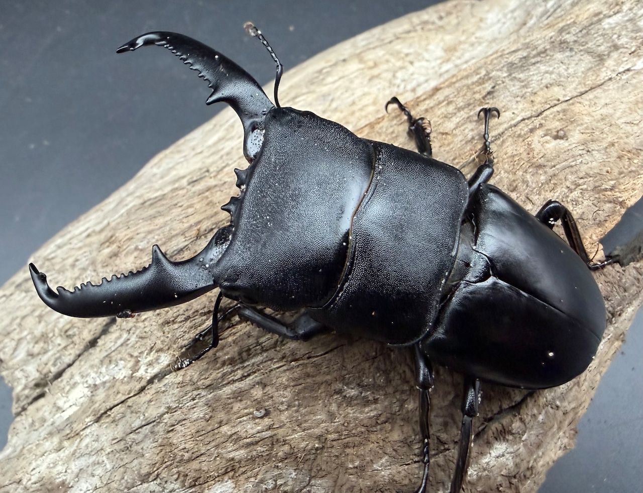 【WD】《パラワンオオヒラタ マンタリンガハン産 85mm A’品ペア》