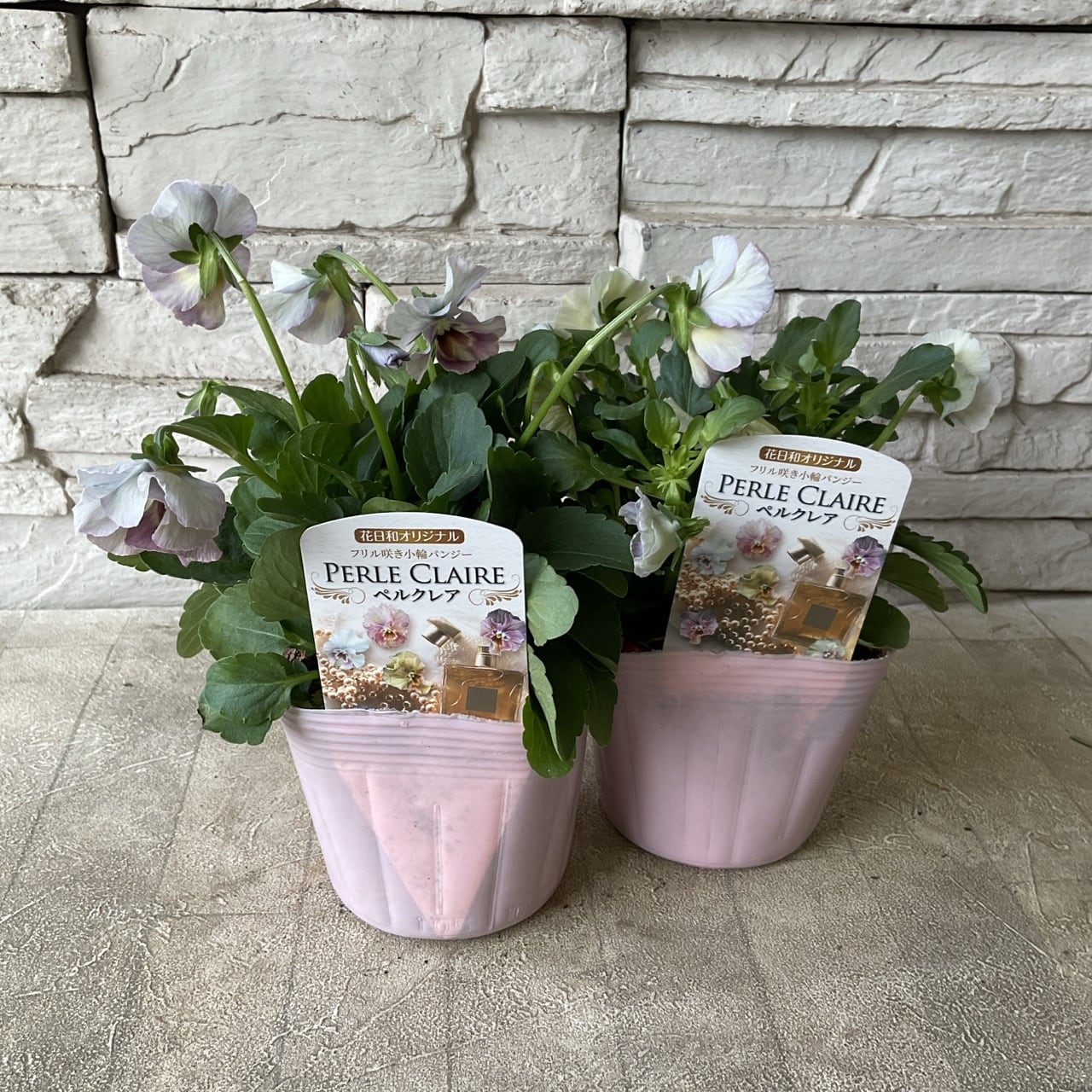 花日和オリジナル フリル咲き小輪パンジー ペルクレア 3.5寸ポット