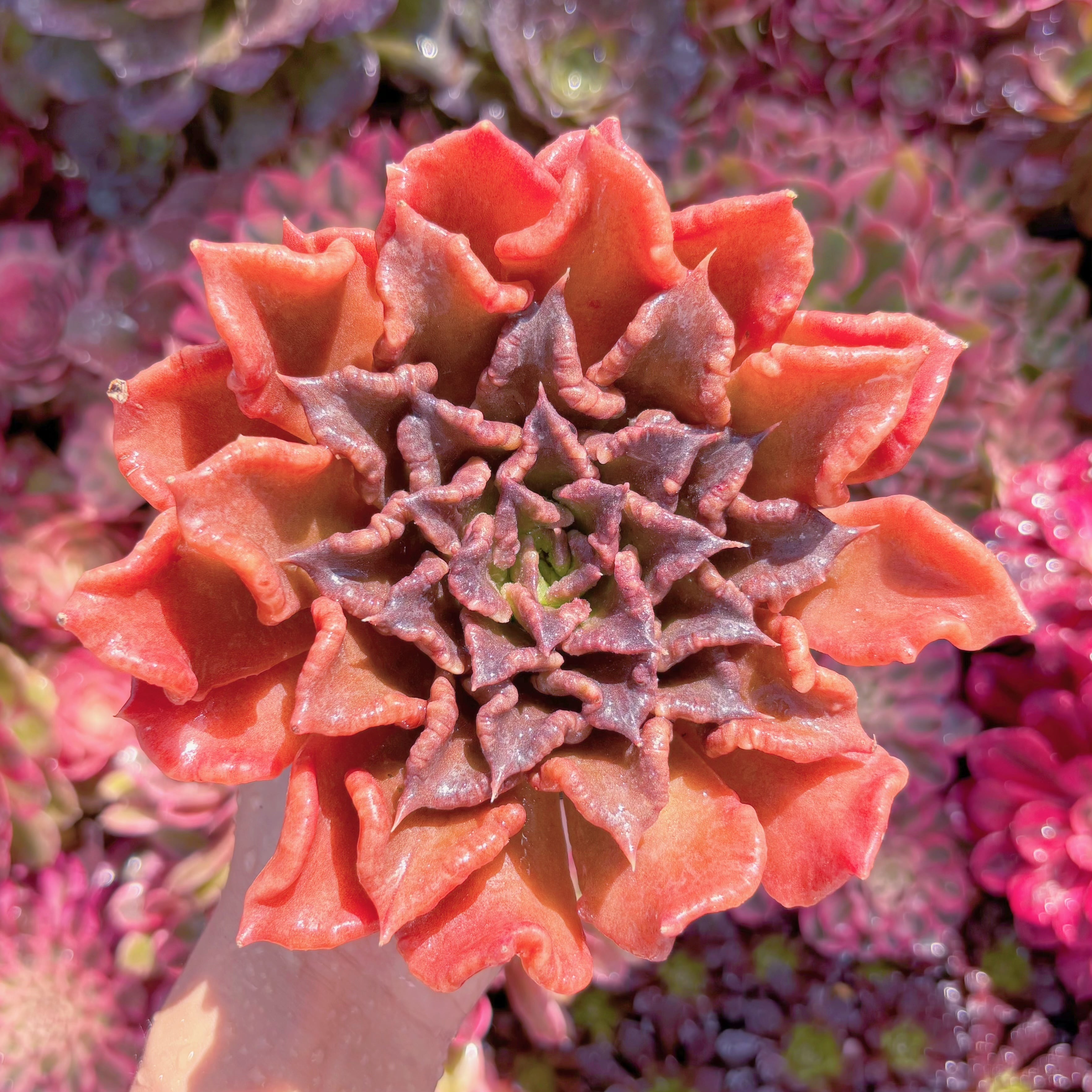 現品　レッドマディバ#M274　大苗　るる農園