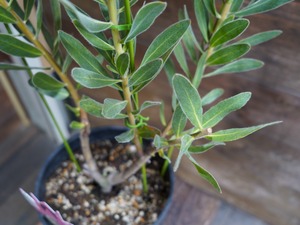 【現物】プロテア "オーストラリスアイス"