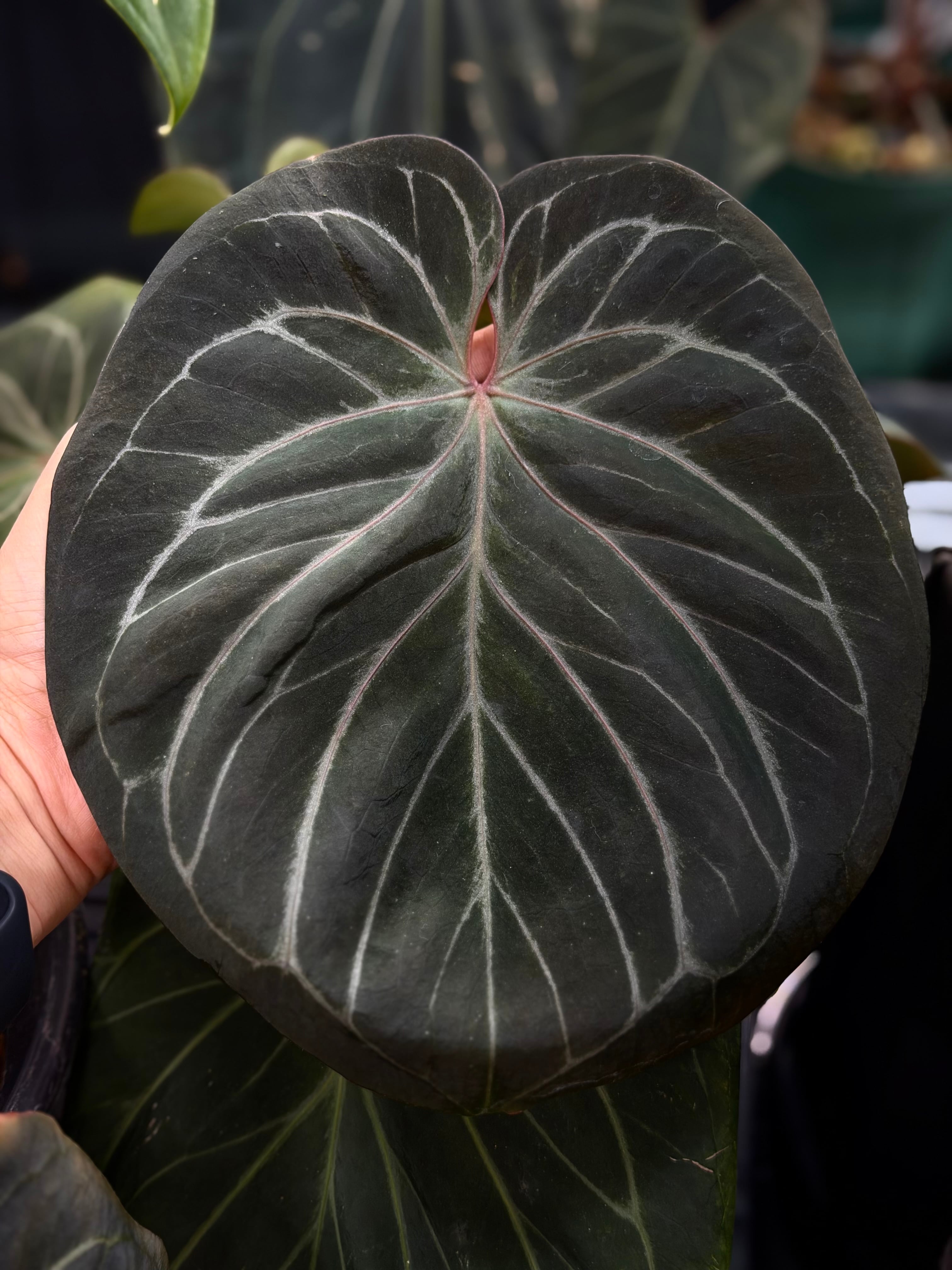 anthuroom
