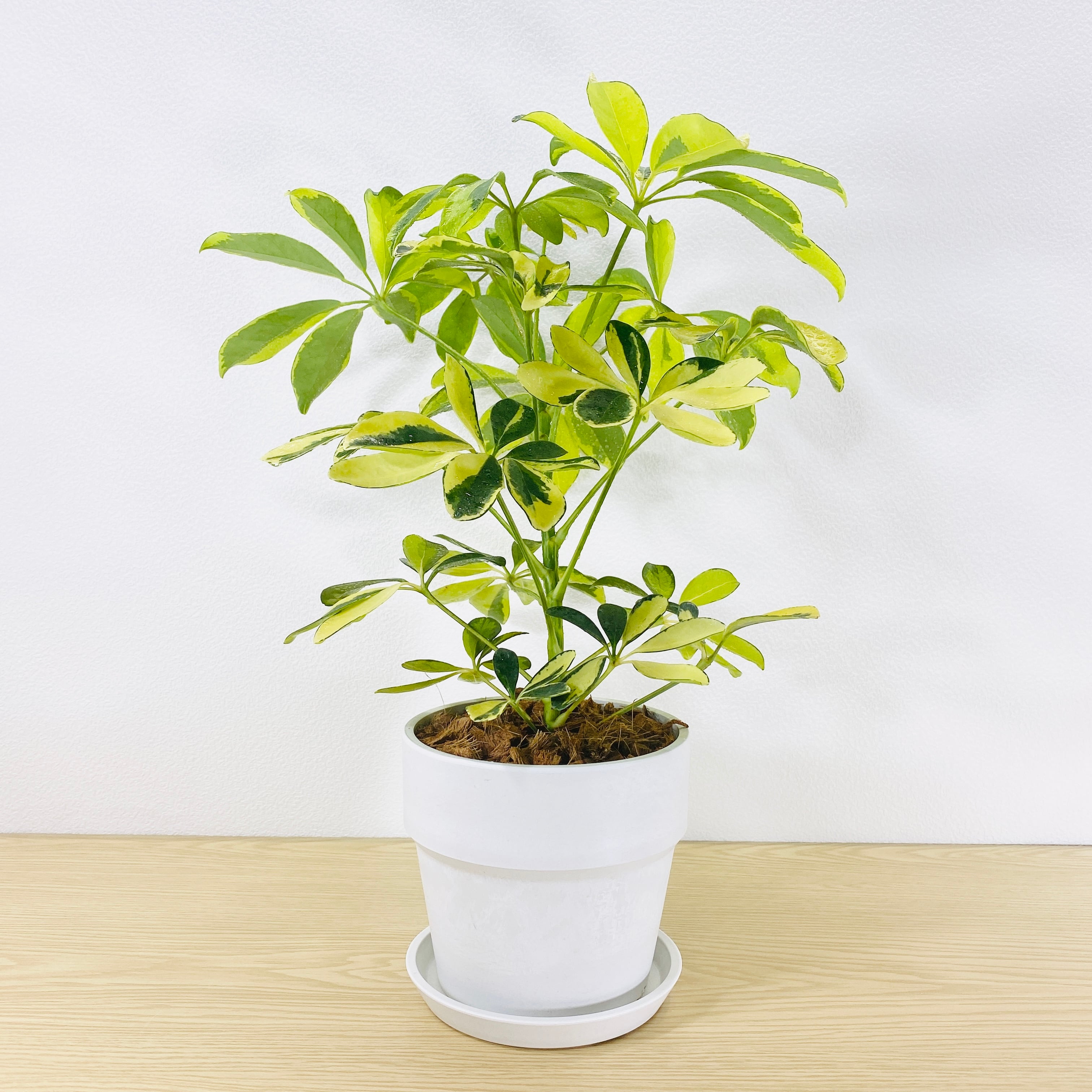 シェフレラ　ハッピーイエロー　（カポック）　[観葉植物・1点もの]　生命力強め！