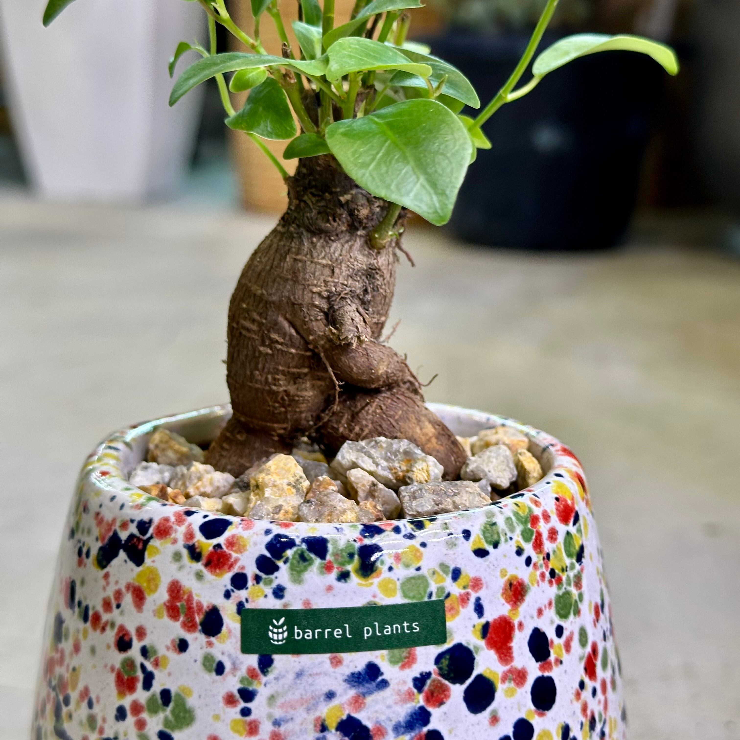 ガジュマル | barrelplants_BONSAI