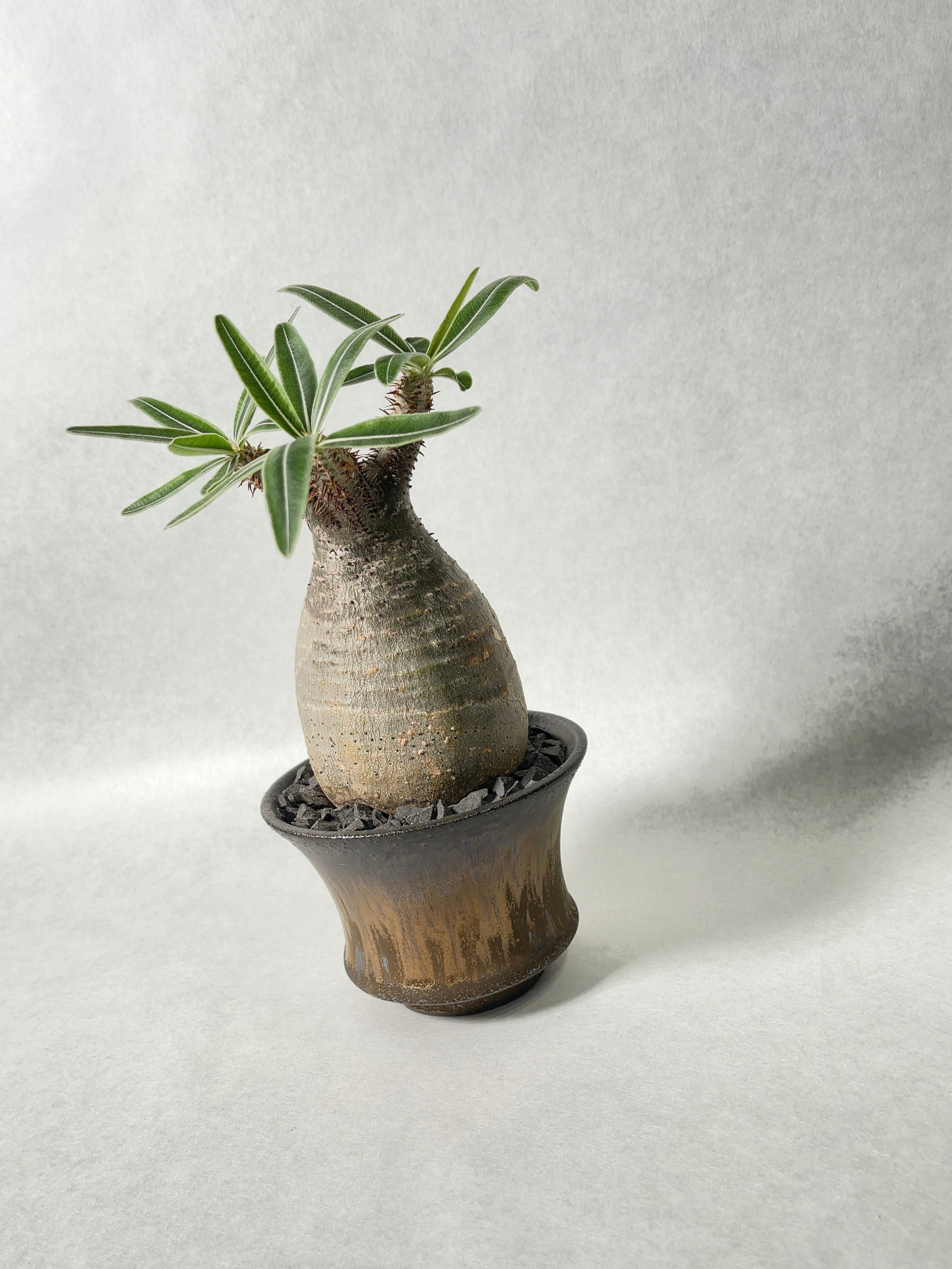 現地株 角あり SALE！ パキポディウム SHOP ONLINE TaiShoDo – 215【綴化】 中川智治陶器鉢】P.グラキリス 中川智治 長期管理株 グラキリス 塊根植物・コーデックス