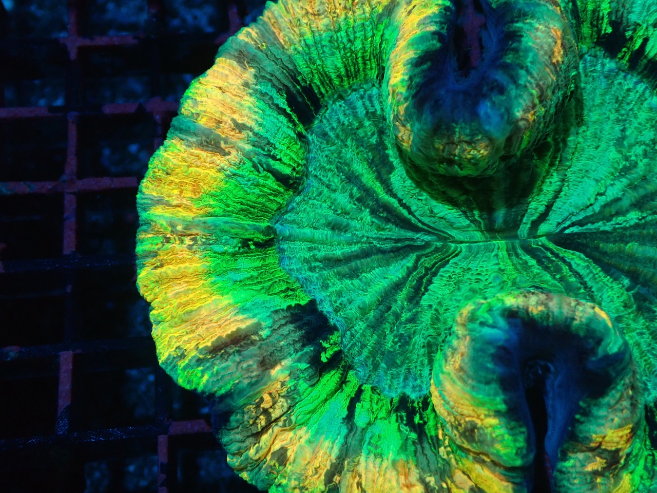 Wellsophyllia Radiata UltraGrade