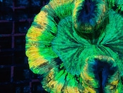 Wellsophyllia Radiata UltraGrade