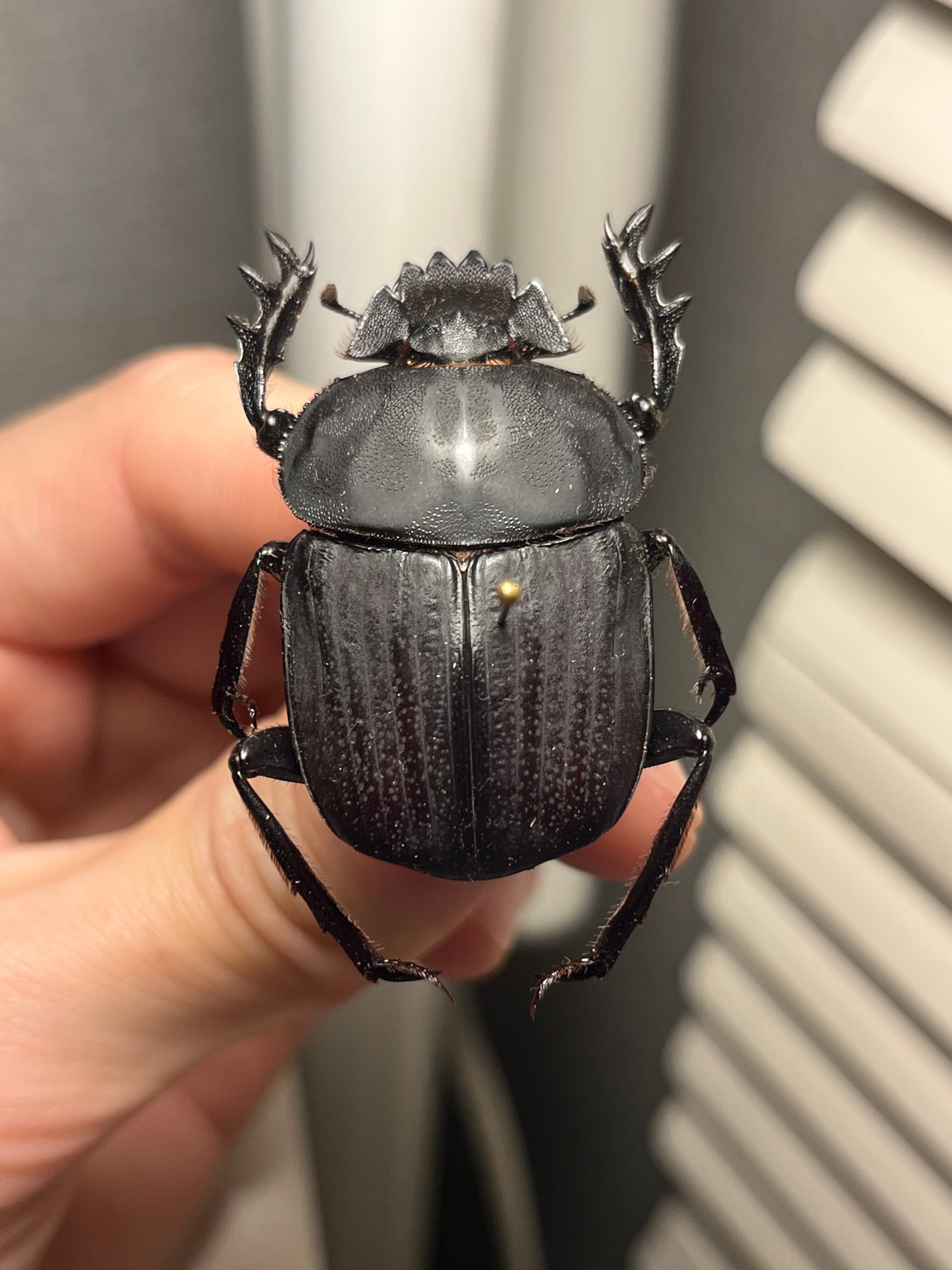 糞虫標本】タマオシコガネの一種 Pachysoma 糞虫フンコロガシ甲虫昆虫
