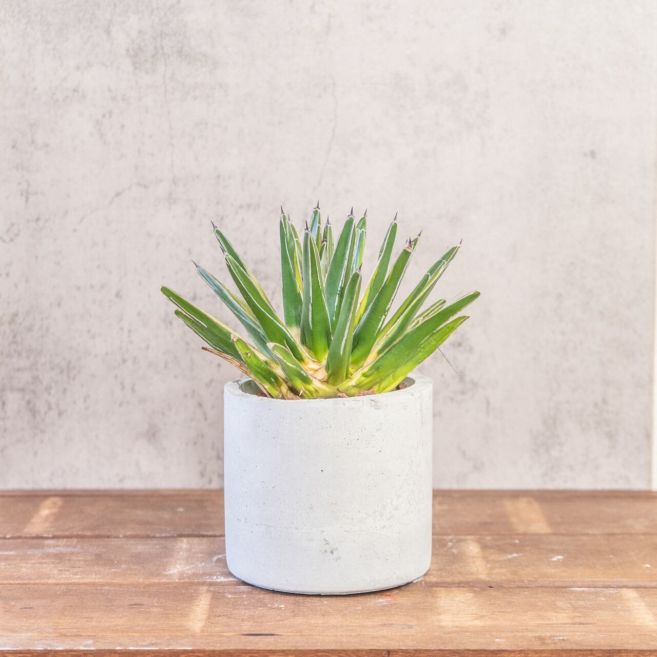 アガベ 笹の雪 黄覆輪 希少な多肉植物 モルタルの手作り鉢でお届け おしゃれなインテリアグリーン 卓上サイズ